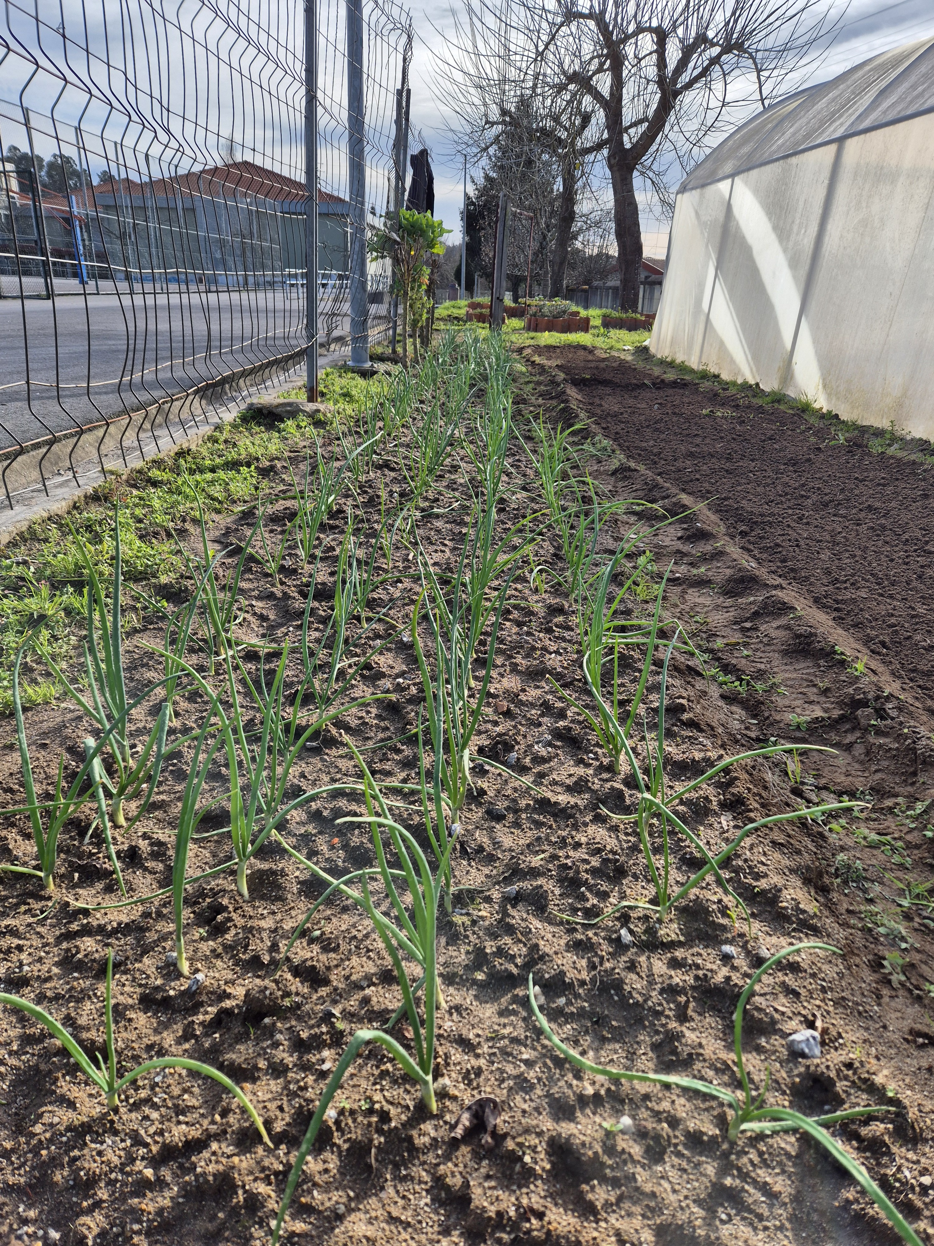 Evolução das plantações de inverno.
