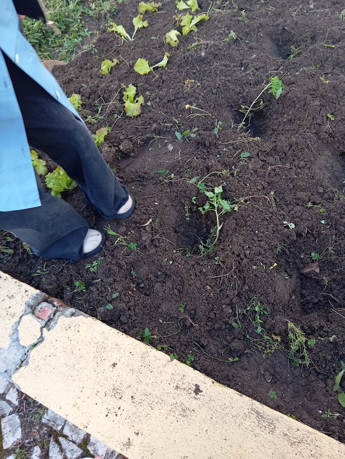 Plantação de uns tomates na horta biológica