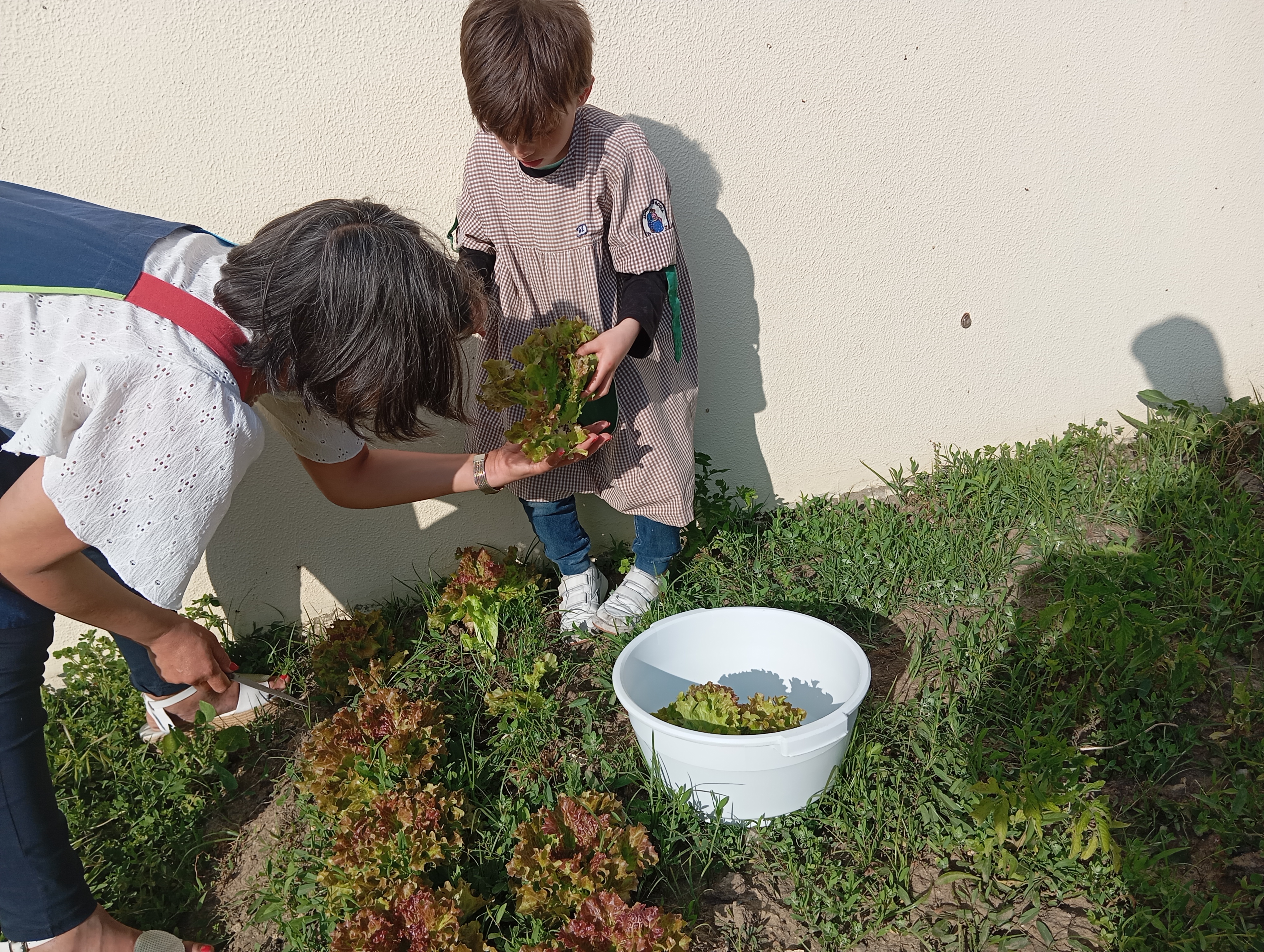 Os alunos foram apanhar as alfaces