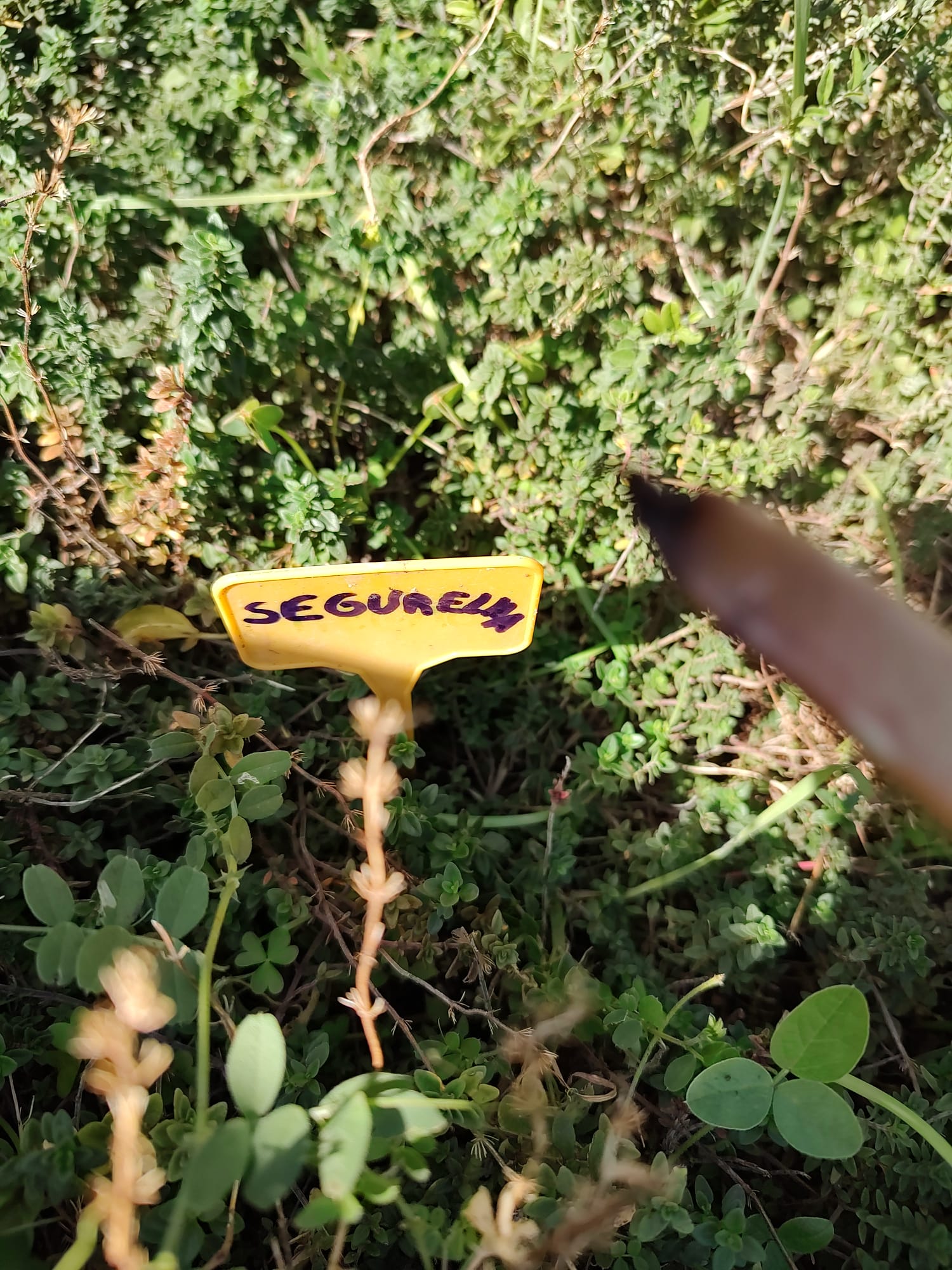 Identificação das plantas de chá