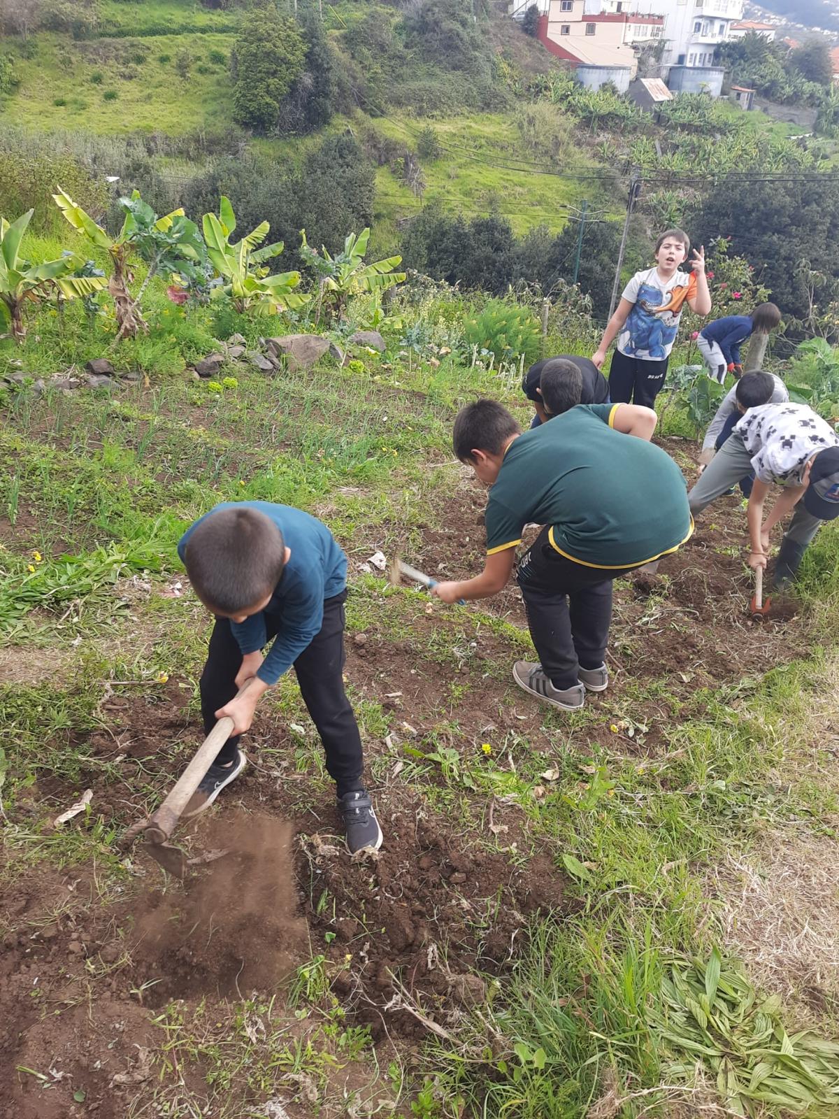 Limpeza e preparação do terreno para uma nova plantação.