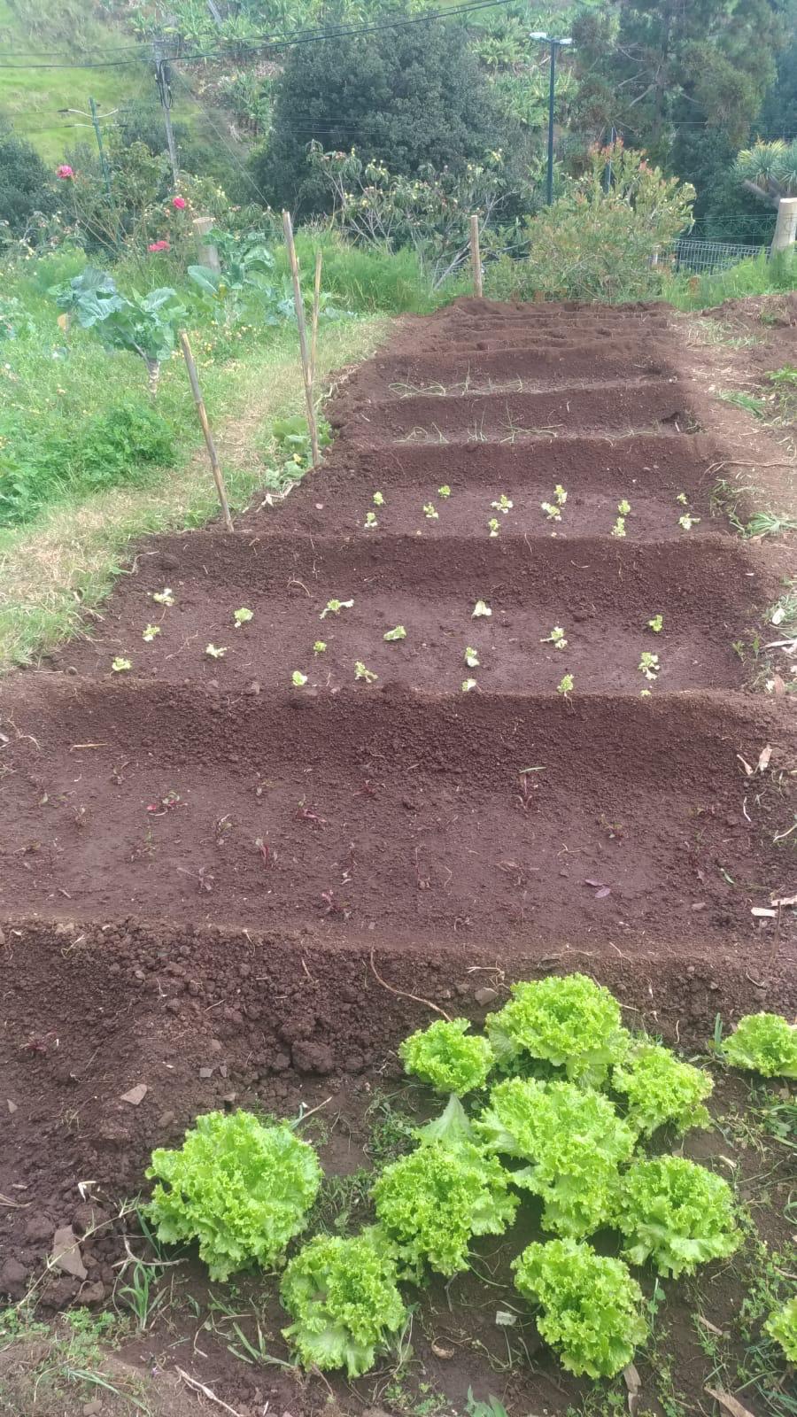 Terreno já plantado com alfaces.