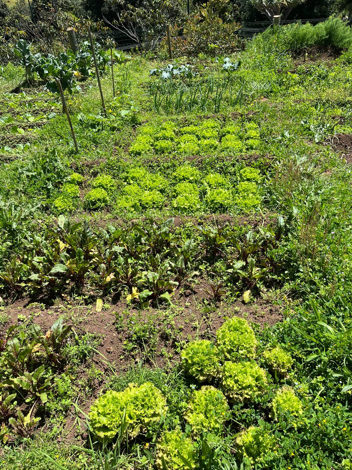 As plantas em crescimento.