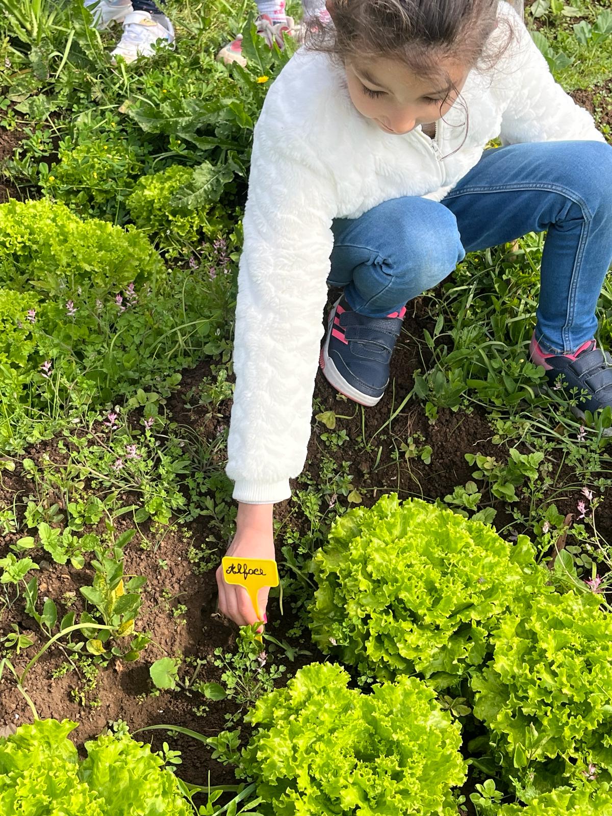 Identificação das plantas.
