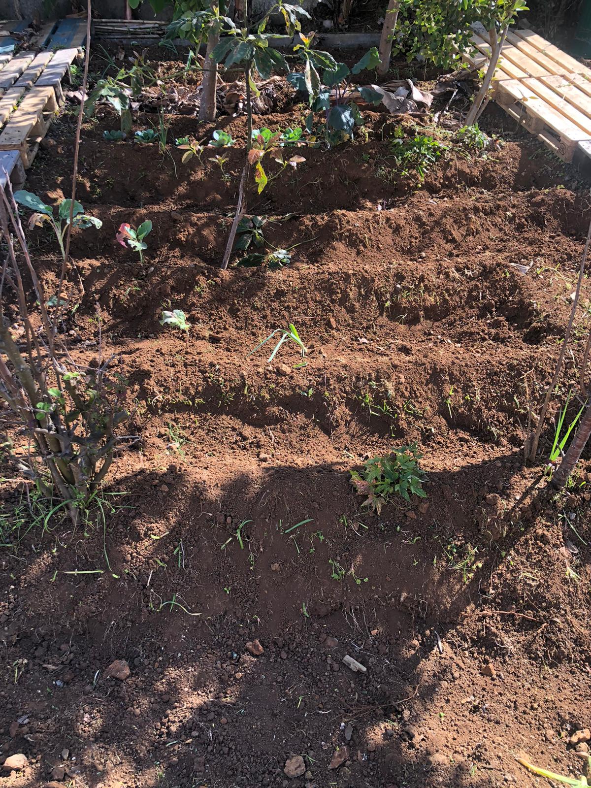 Preparação do terreno para cultivo