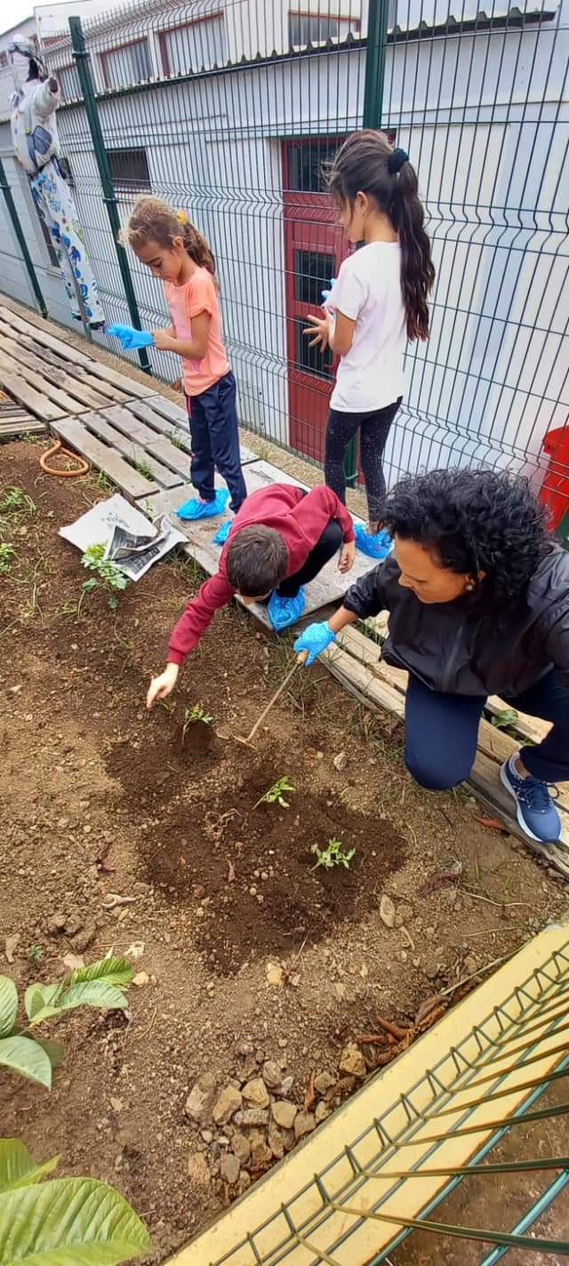 Plantação de tomateiros