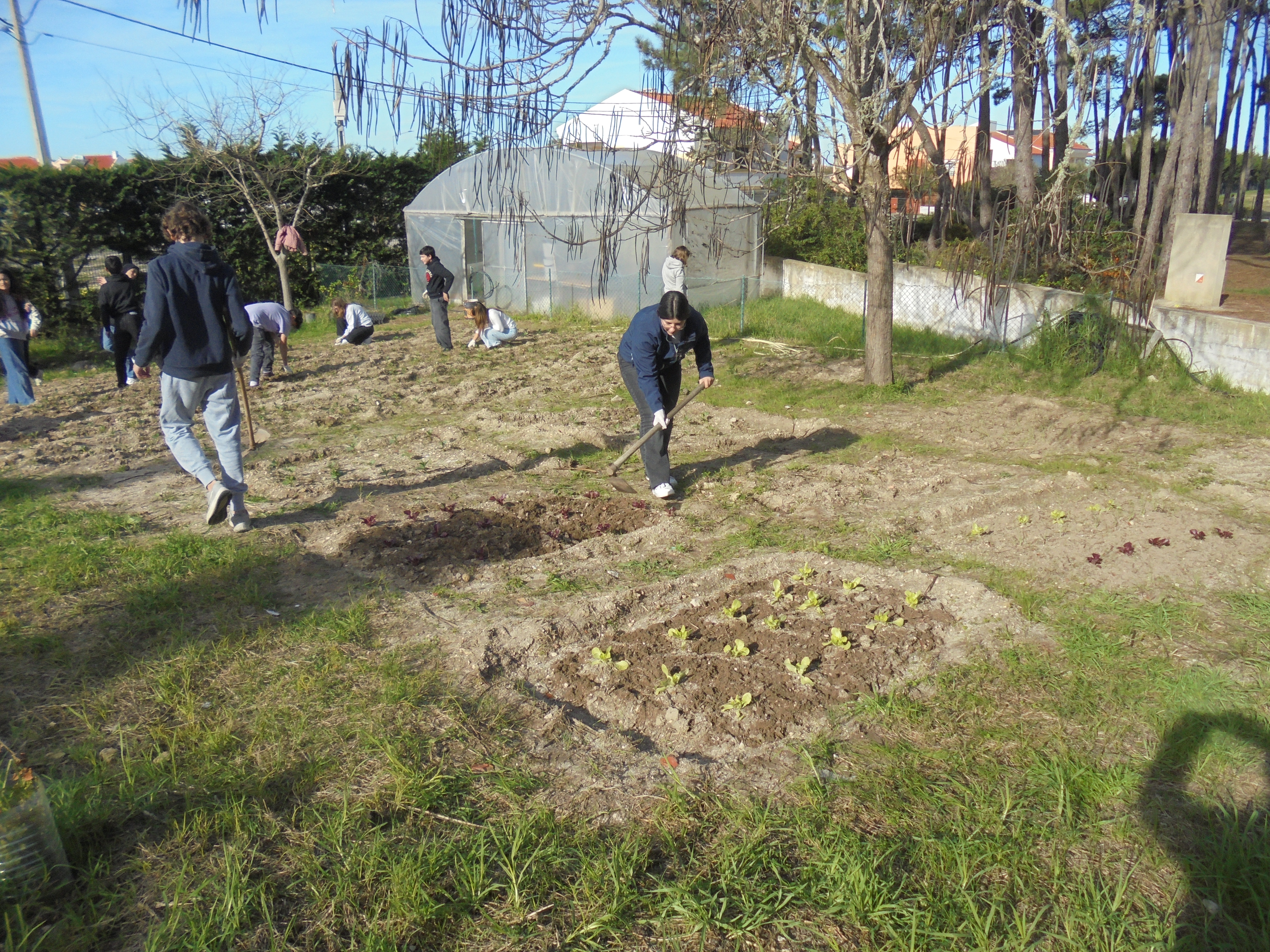 Plantação de alfaces e cebolas