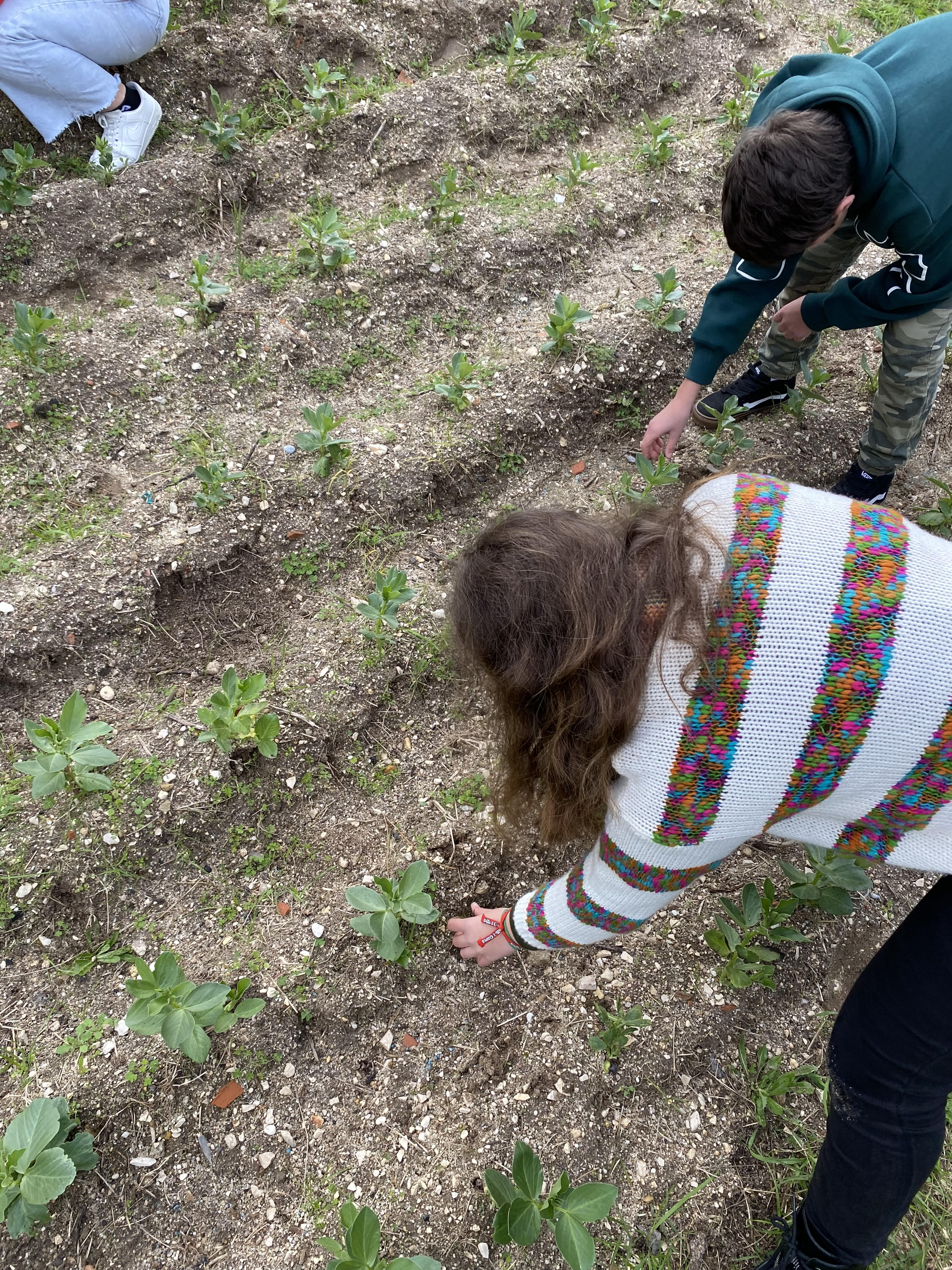 Manutenção das culturas plantadas.