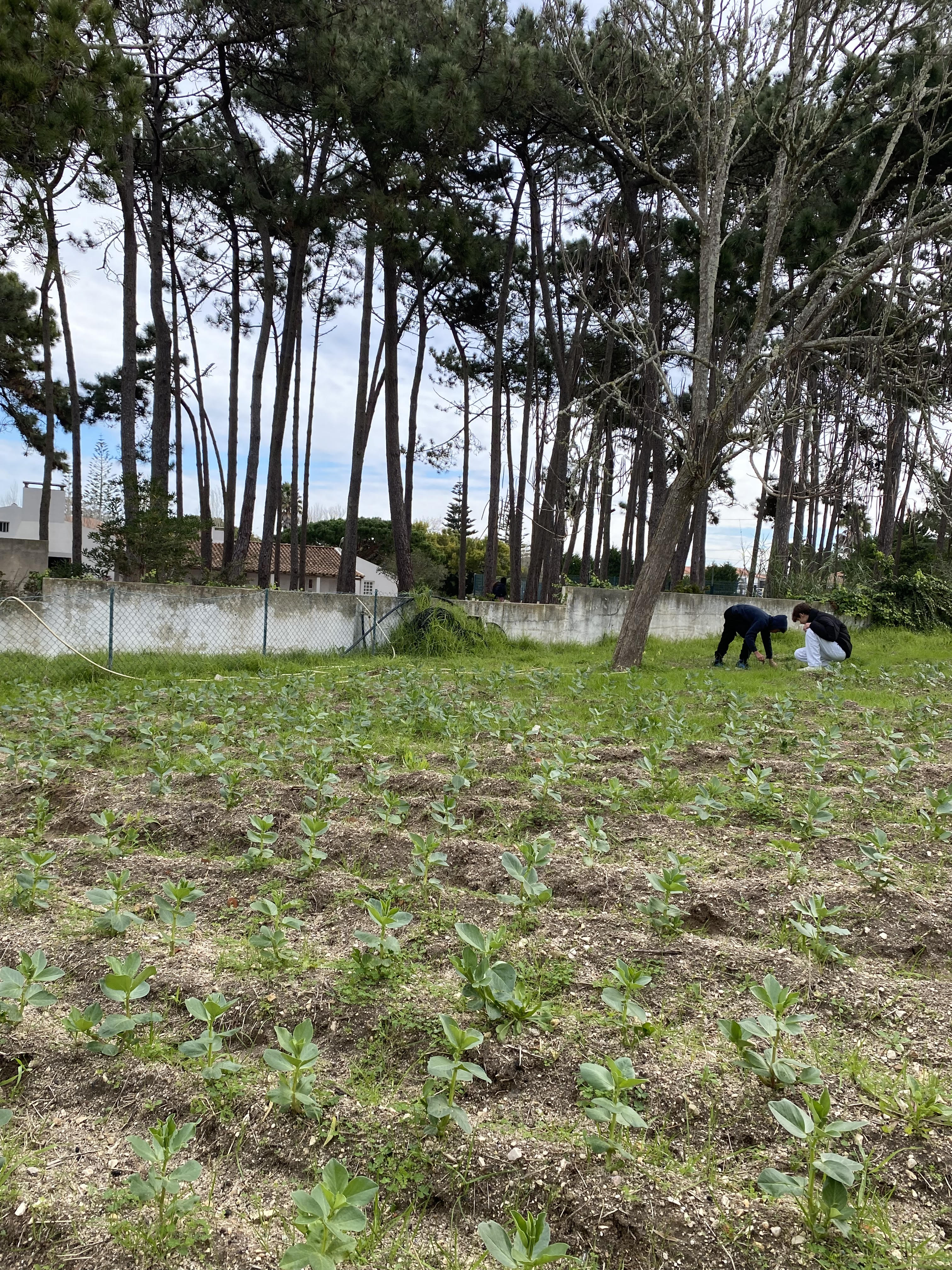 Manutenção das culturas plantadas.
