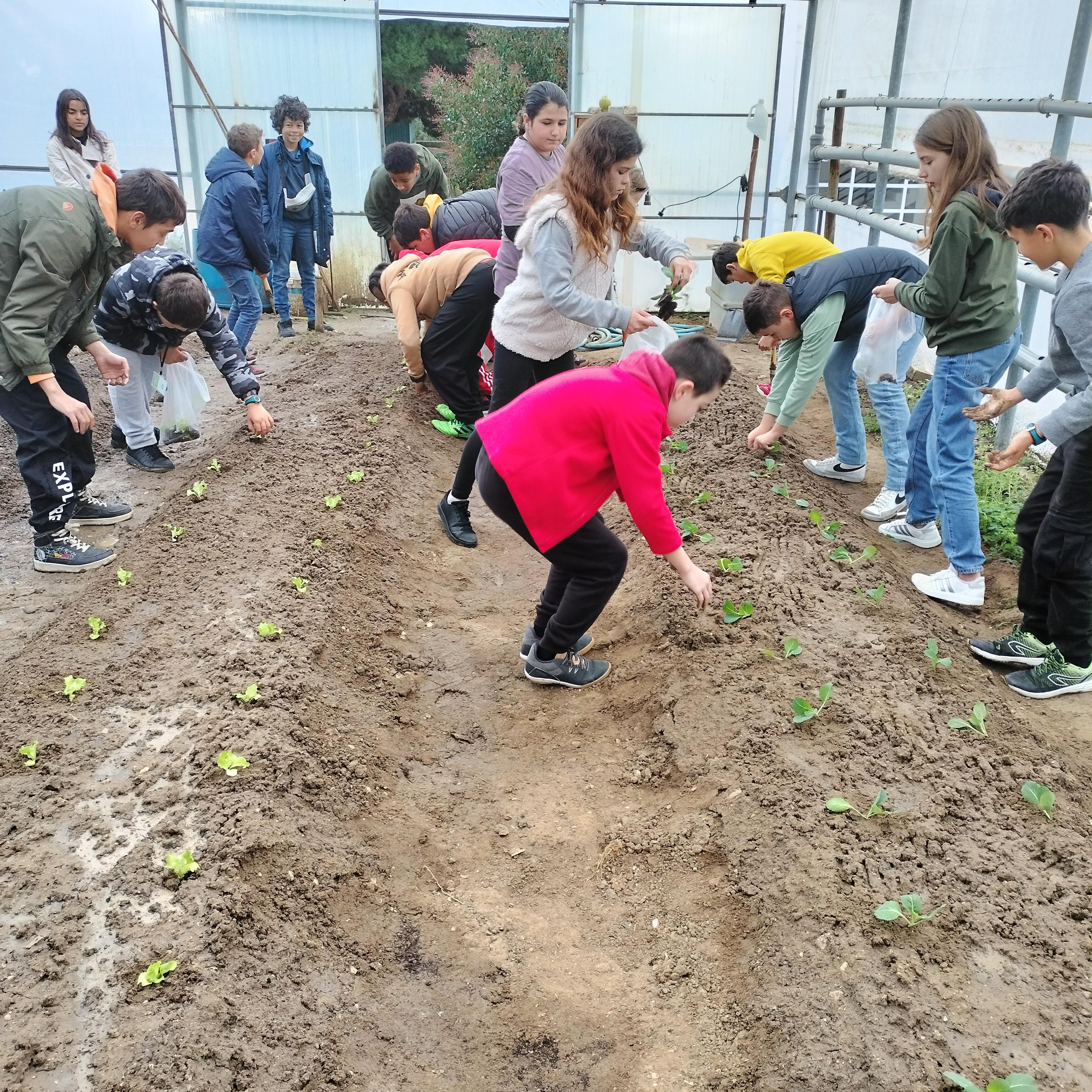 Plantação de couve e alface nos camalhões.