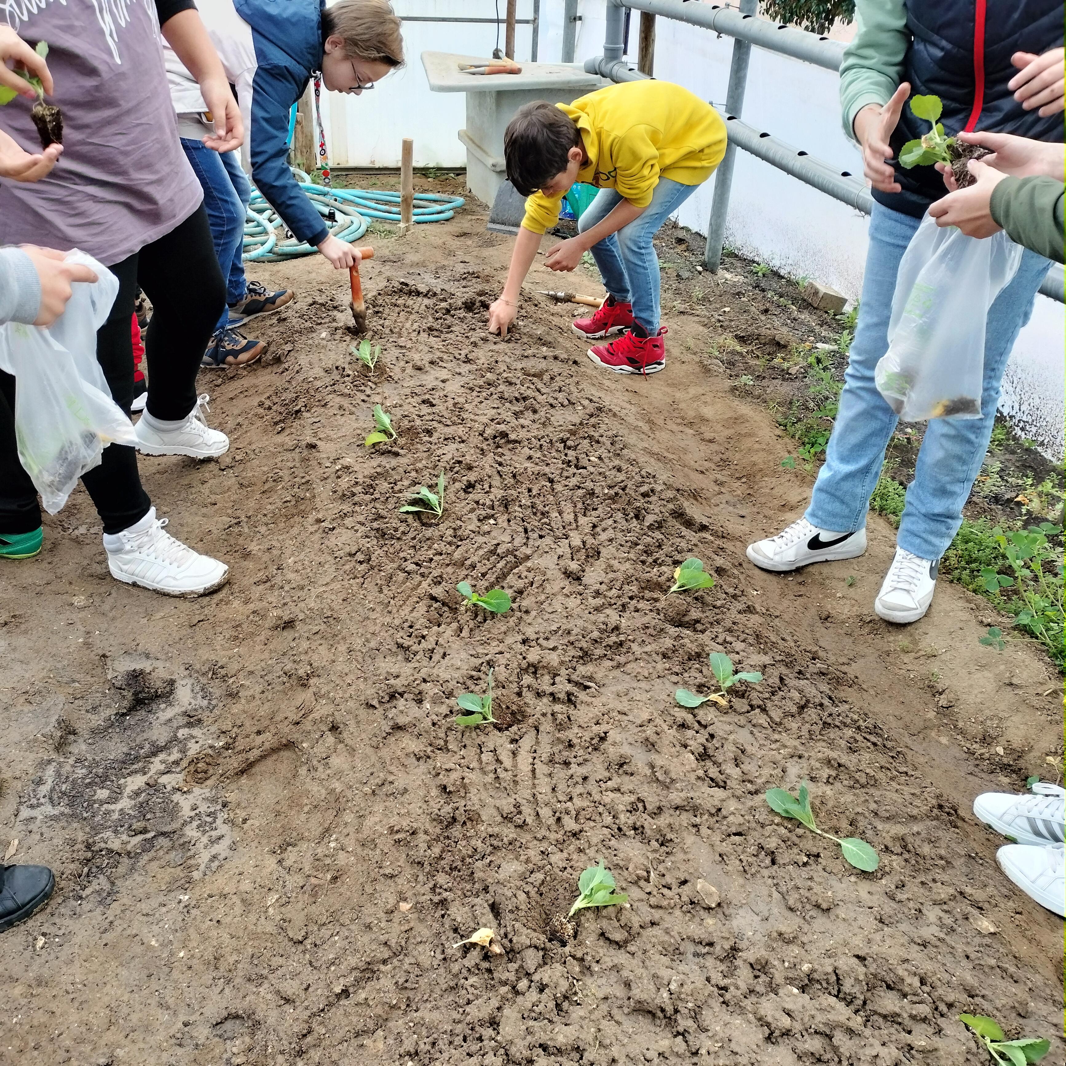 Plantação de couve e alface nos camalhões.
