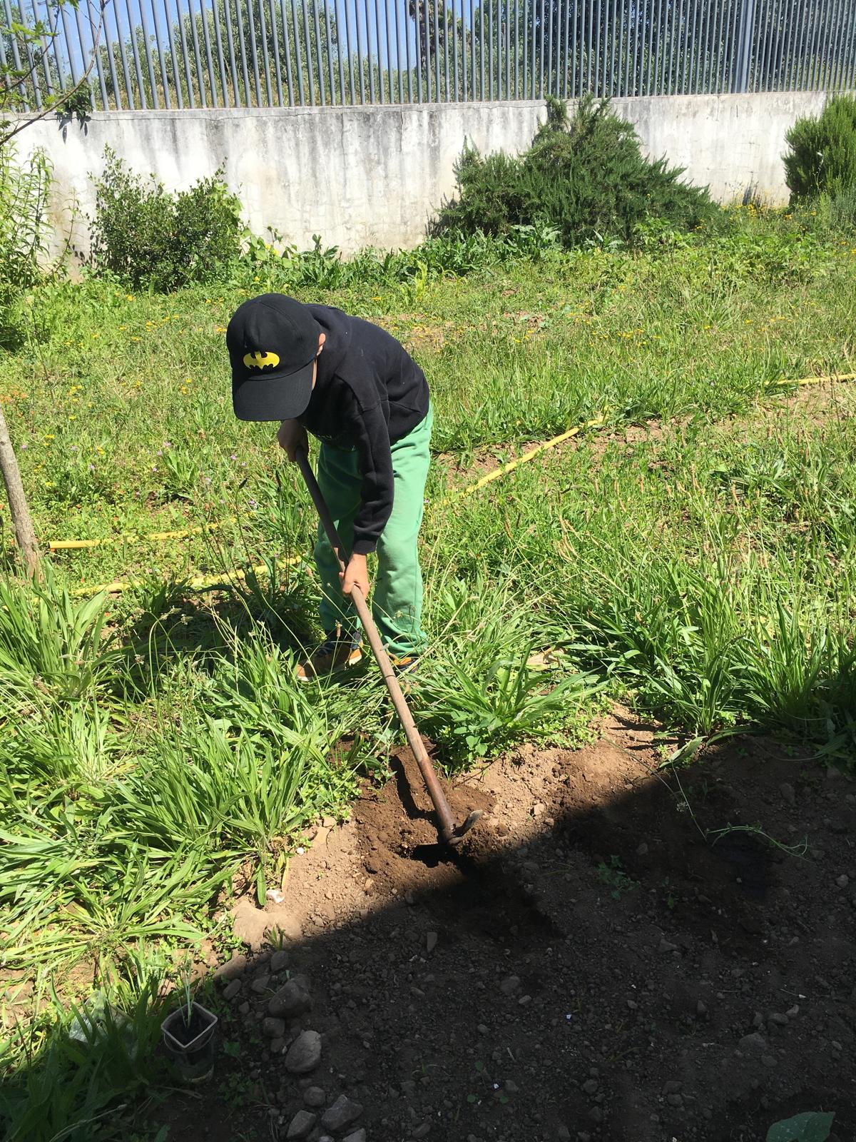 Aluno a transplantar feijão germinado em sala de aula.