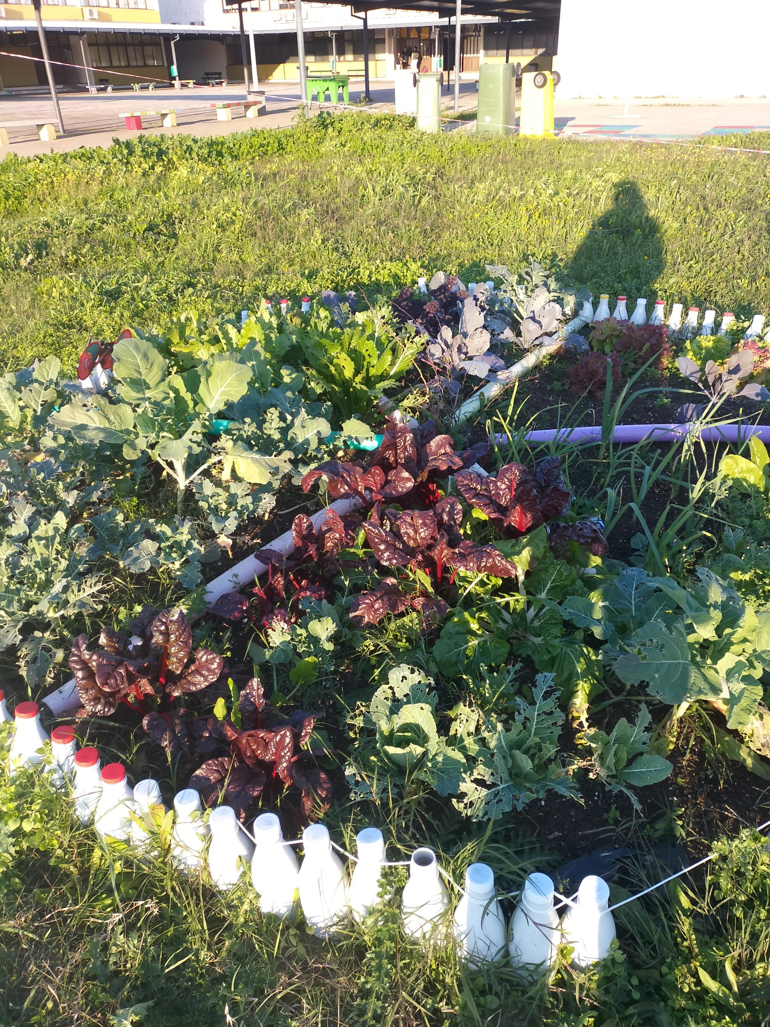 Pormenor de um setor da horta onde podemos ver o cultivo das alfaces, rabanetes, couves, couve roxa, couve flor.