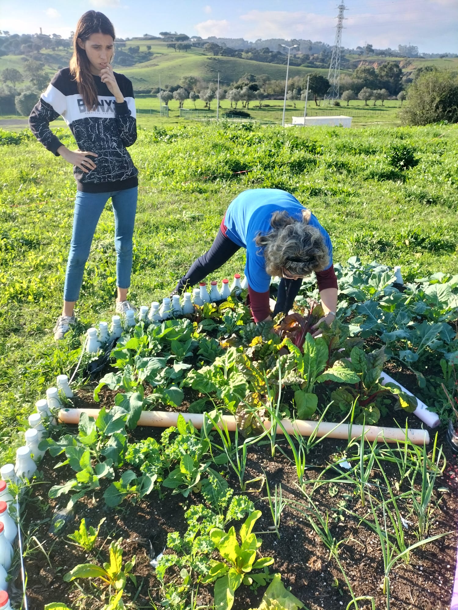 Manutenção da horta.