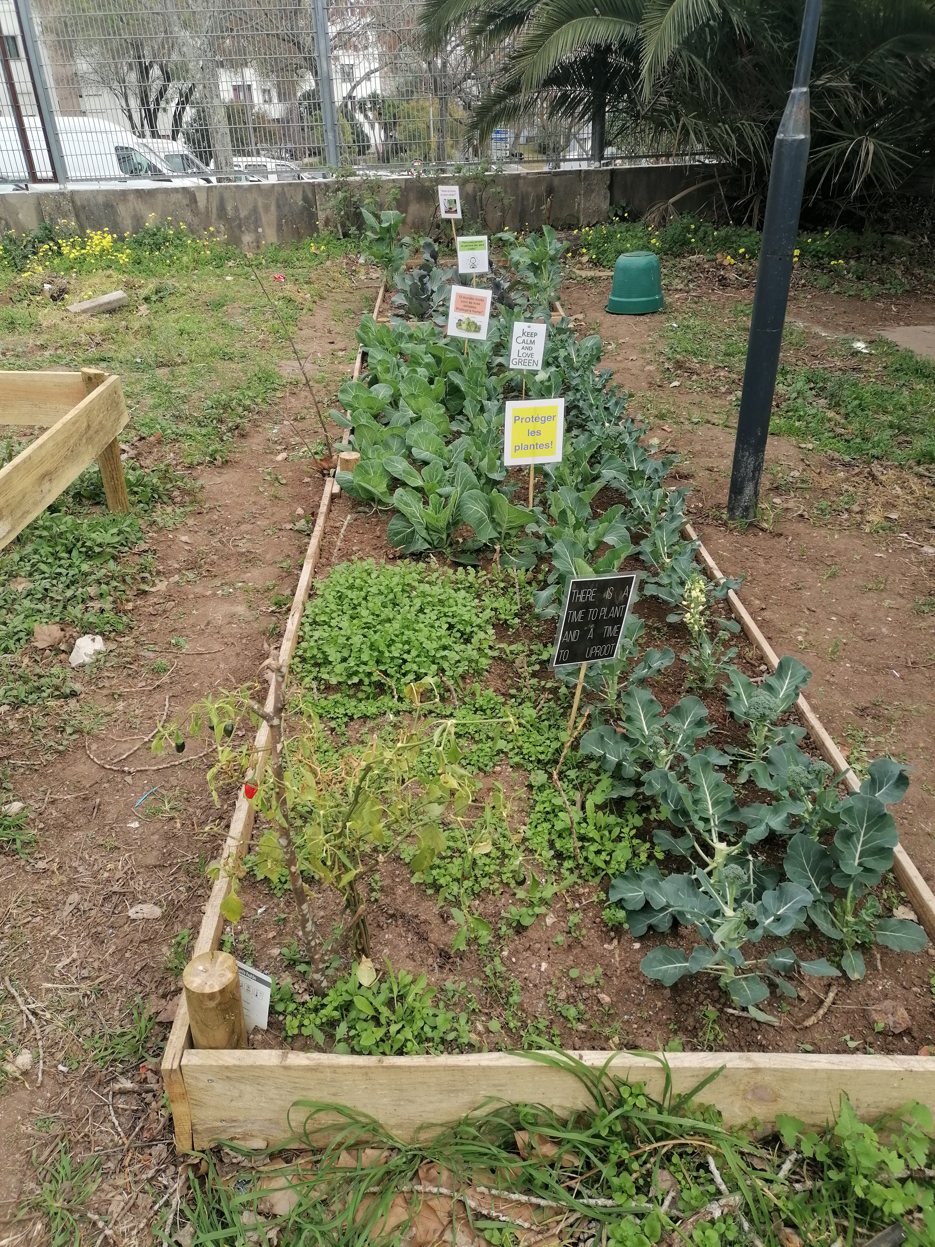 Horta em crescimento
