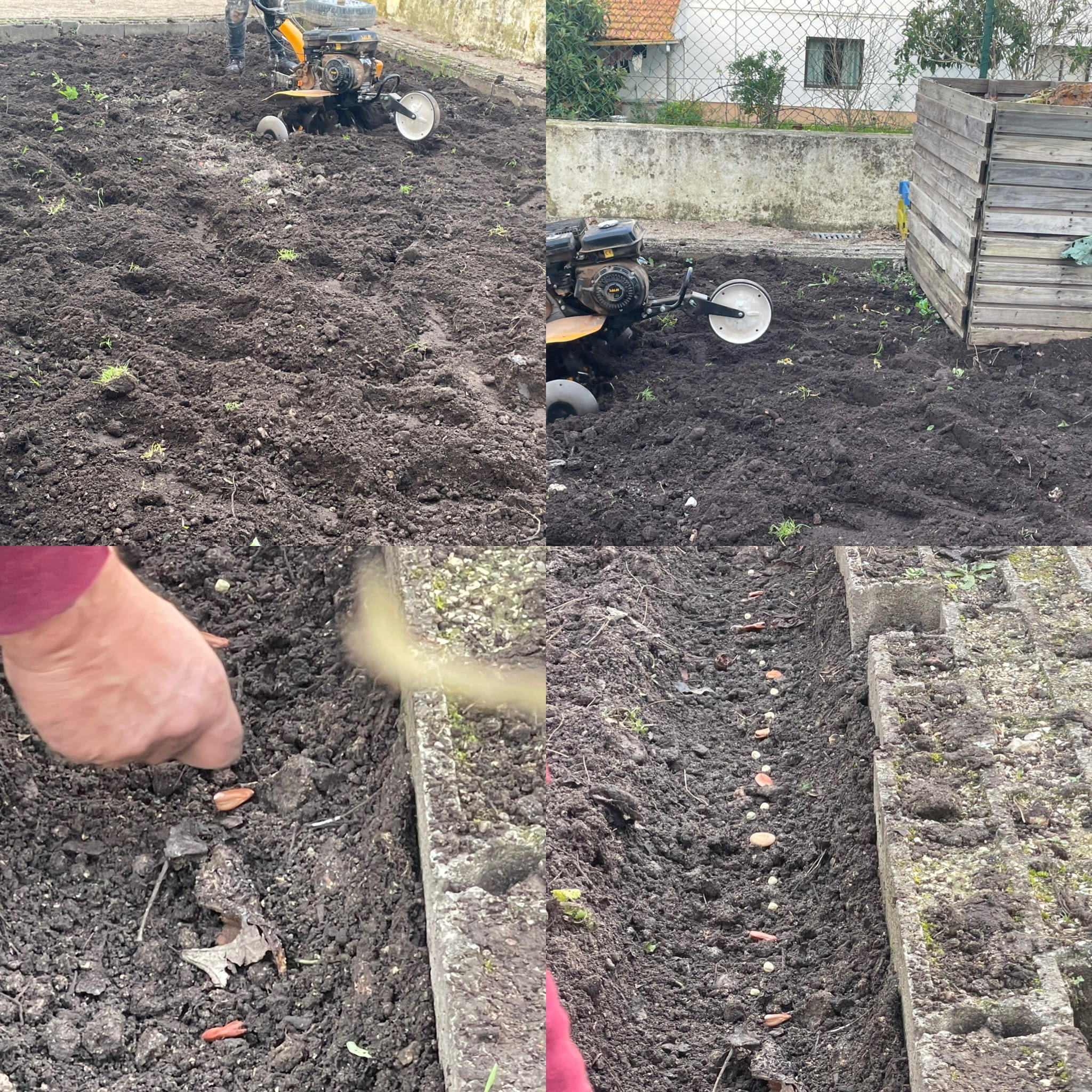 Fresar a terra da horta e sementeira de favas e outros produtos hortícolas.