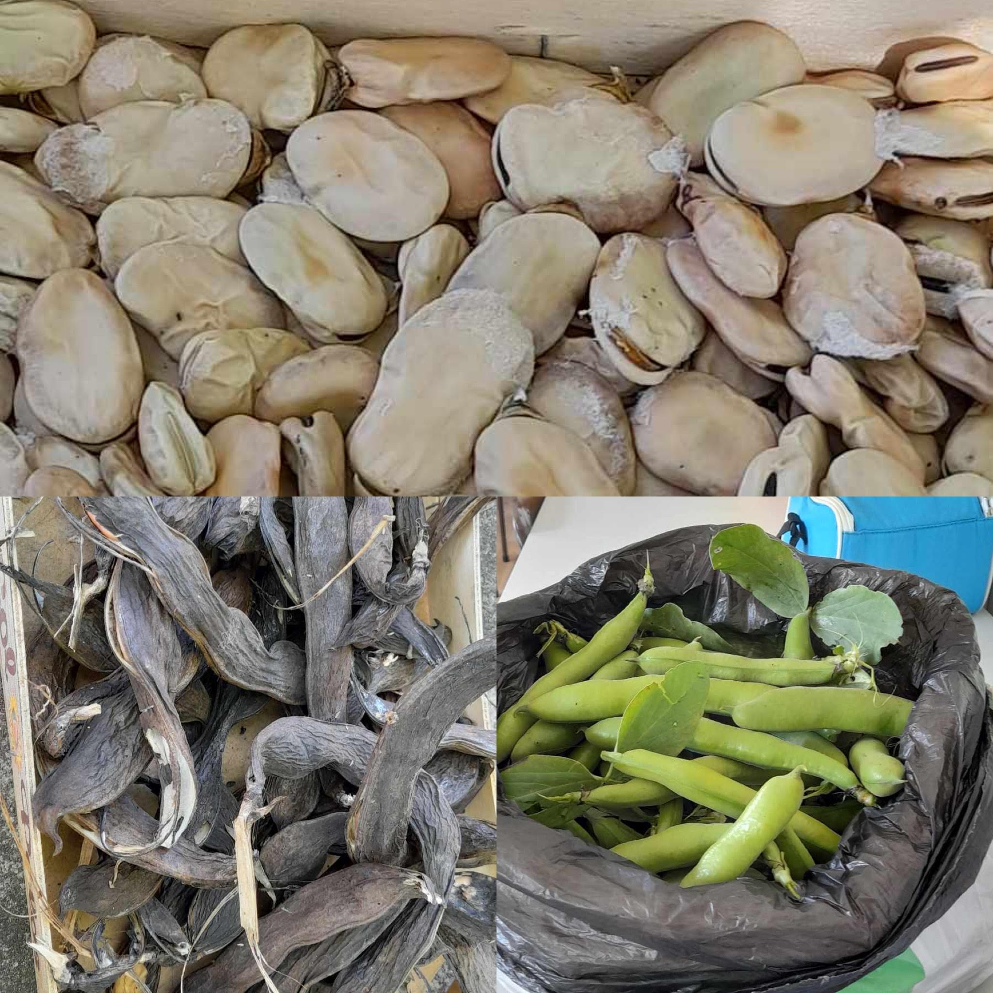 Apanha das favas, deixando algumas para servirem de sementes para o próximo ano.