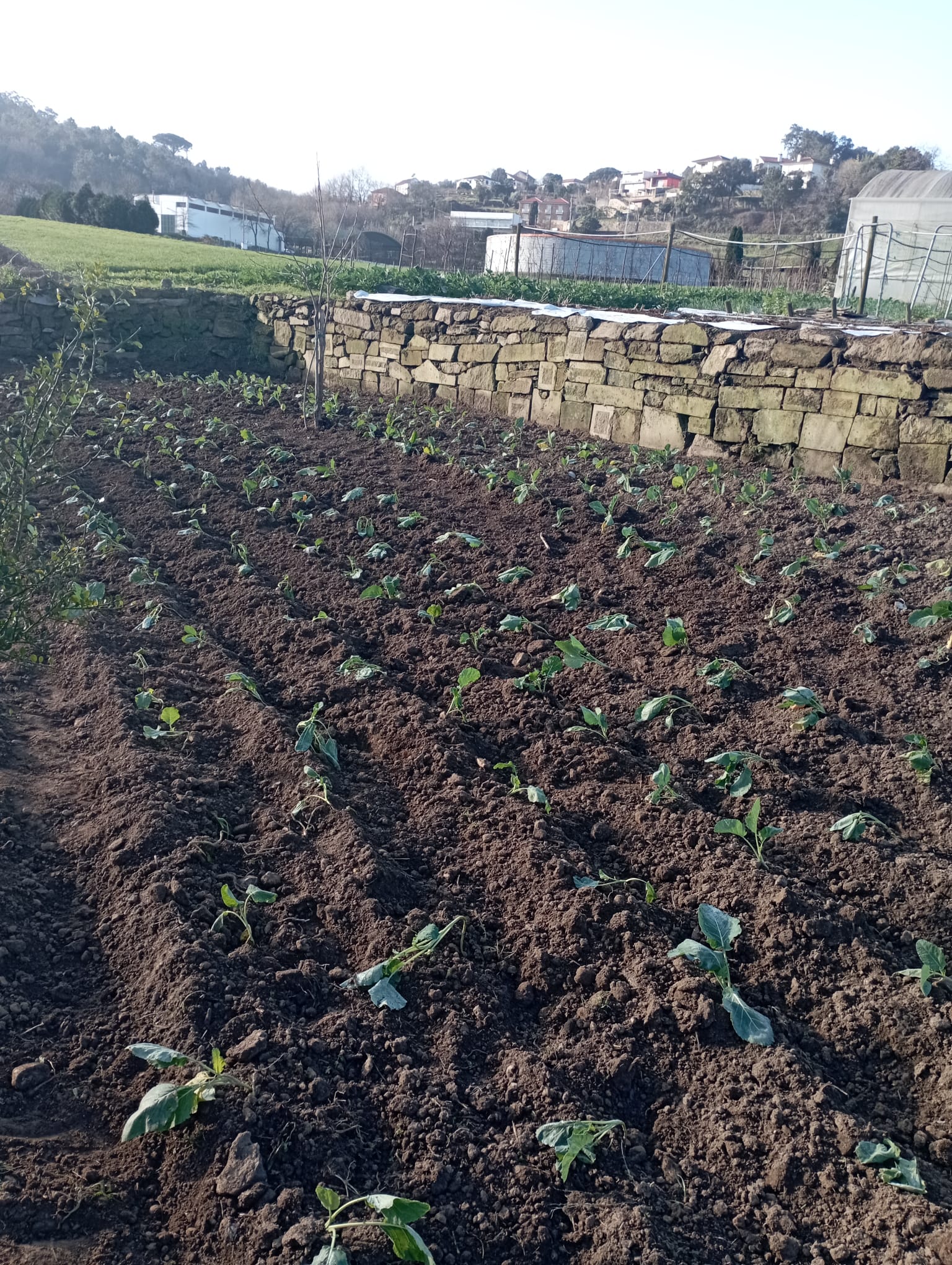 Final da plantação couve galega  (Brassica oleracea var. Acephala) durante uma aula de Produção Agrícola com a turma do 1.º ano, turma A, do curso Técnico de Produção Agropecuária.