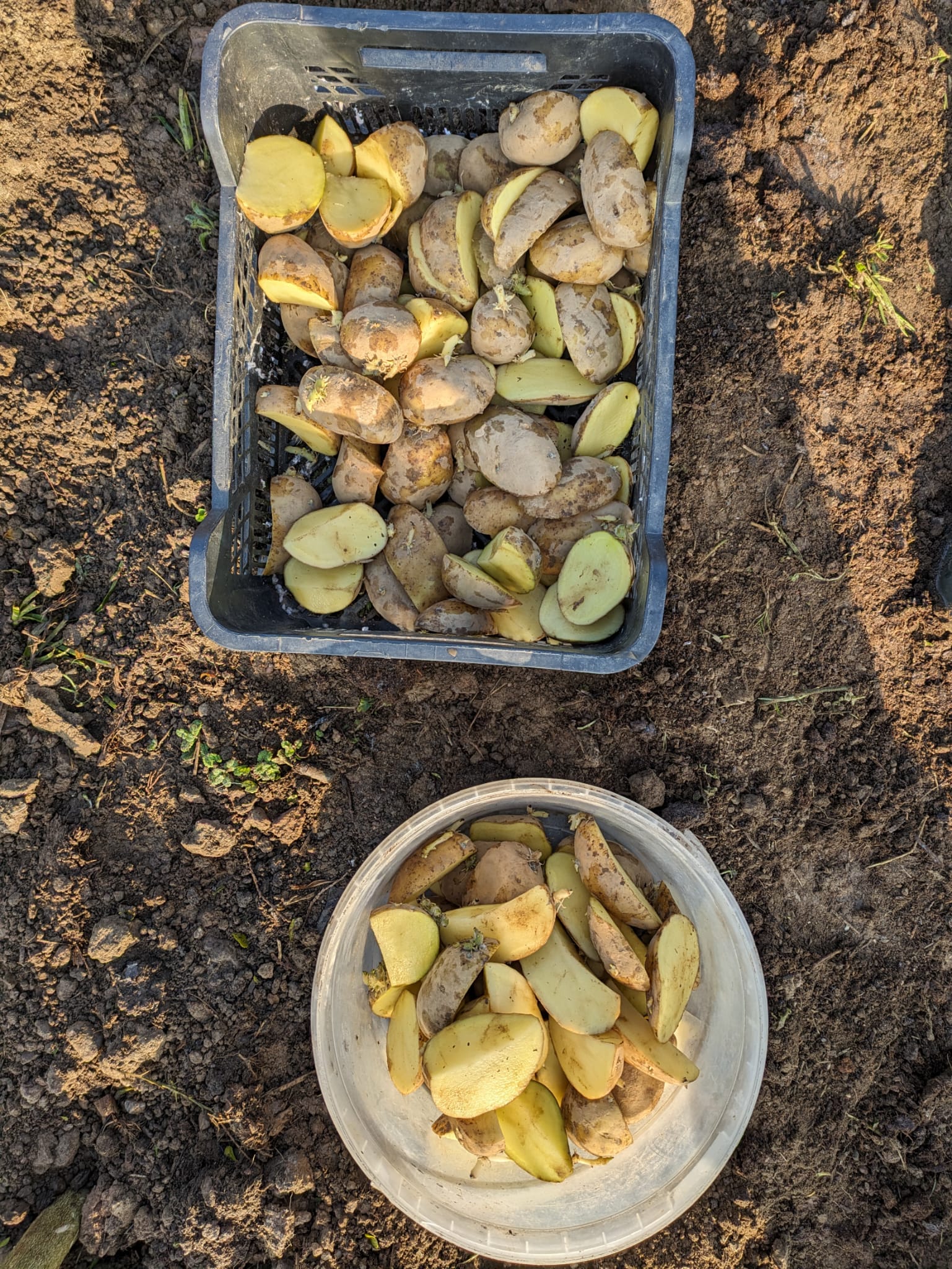 Tubérculos de batata preparados para plantação.
