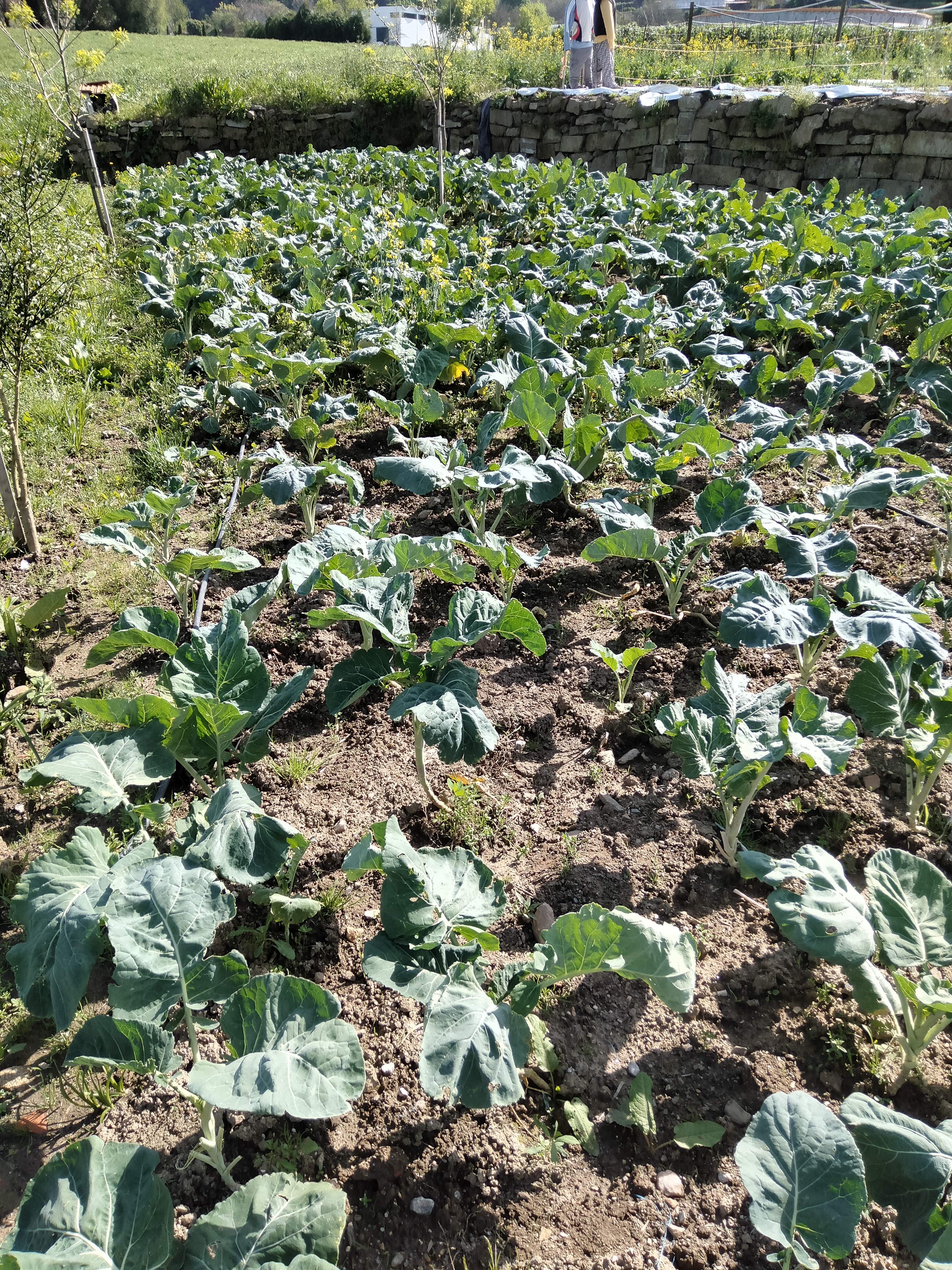 Aspeto final da cultura de couve galega após os trabalhos de sacha realizado pelos alunos do 1.ºA do curso Técnico de Produção Agropecuária nas aulas das disciplinas de Produção Agrícola e Mecanização Agrícola.