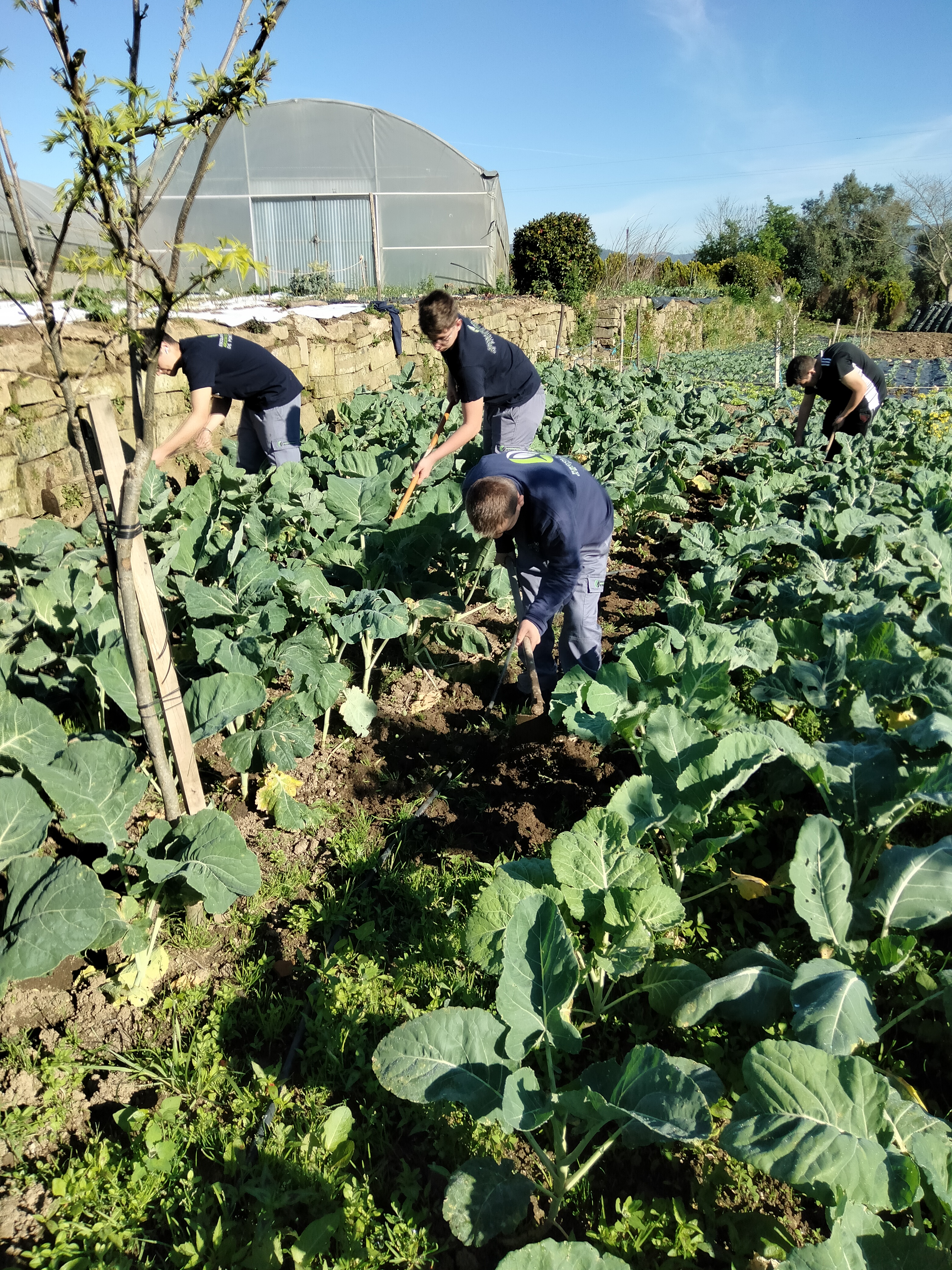 Sacha de couve galega nas aulas de Produção Agrícola e Mecanização Agrícola com a turma A do 1.º ano do curso Técnico de Produção Agropecuária.
