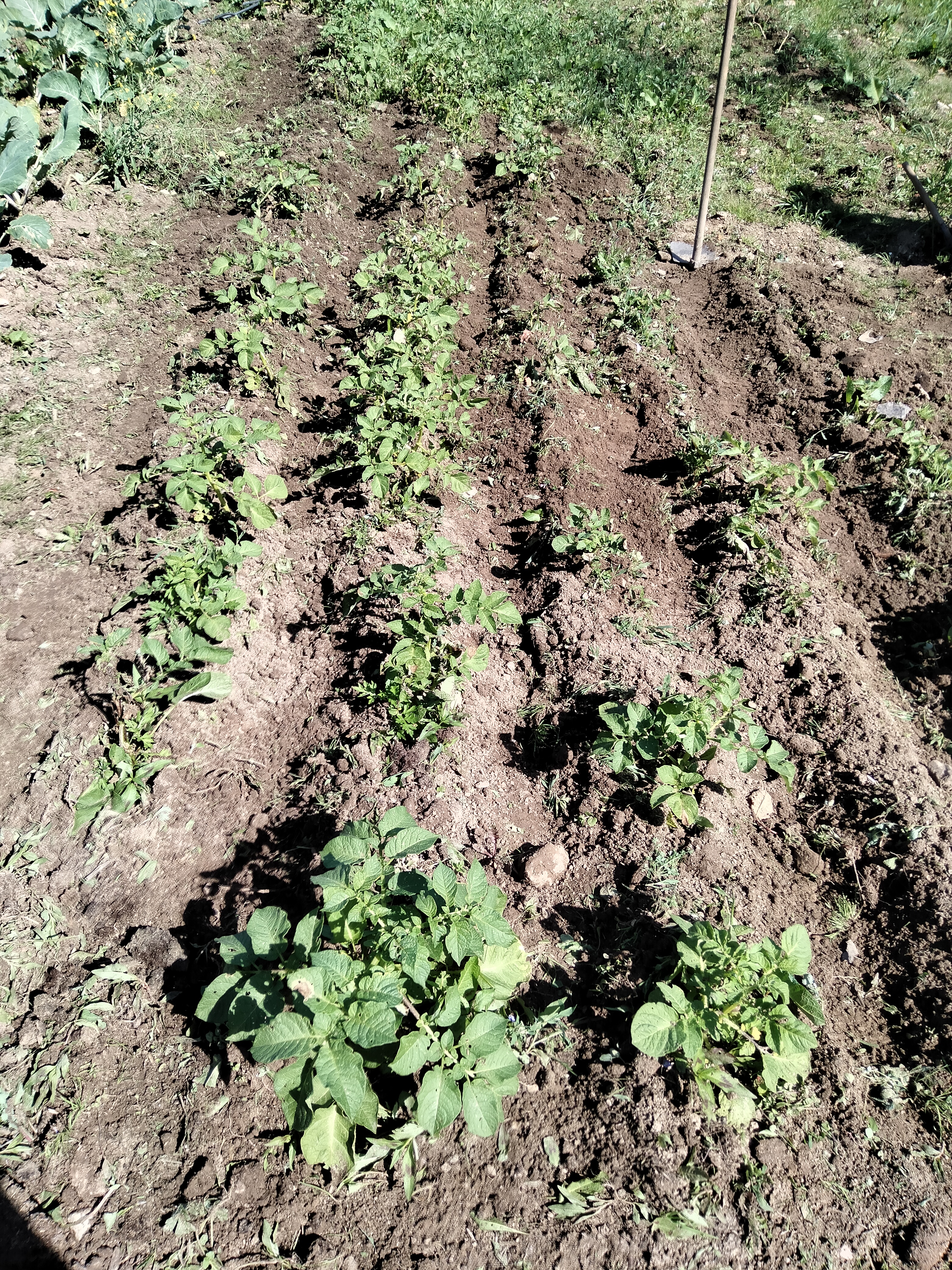 Aspeto final dos trabalhos de sacha e amontoa de batatal realizado pelos alunos do 1.ºA do curso Técnico de Produção Agropecuária nas aulas das disciplinas de Produção Agrícola e Mecanização Agrícola.