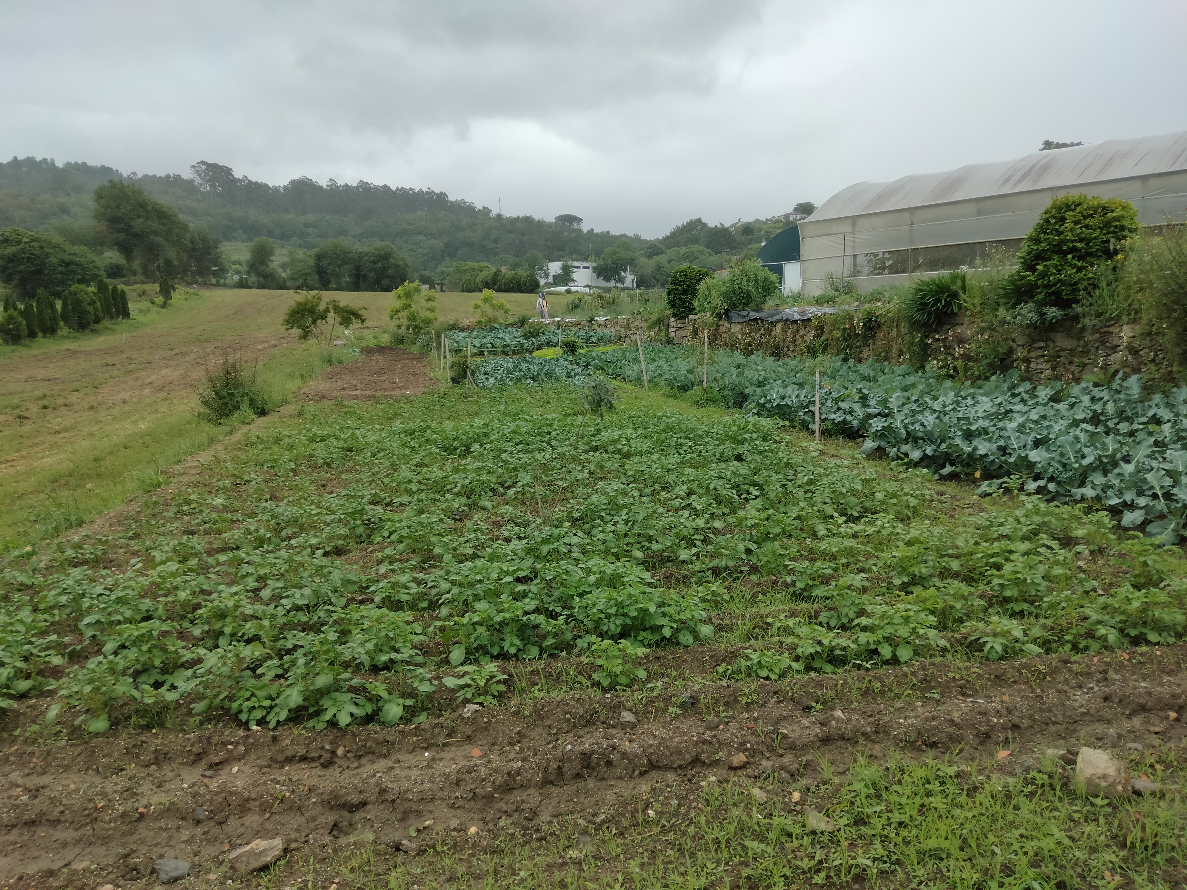 Panorama da horta em modo de produção biológico no final do mês de maio.