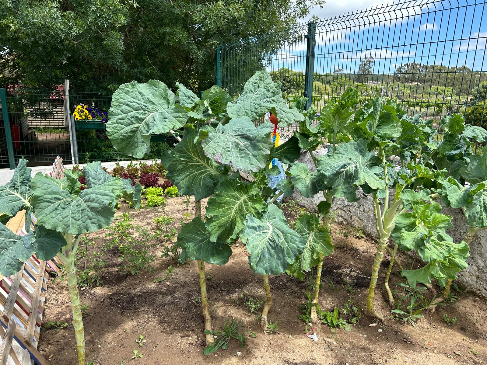 Imagem representativa da nossa horta no mês de maio. Temos alfaces de várias qualidades: roxa,  lisa, frisada e iceberg. Temos tomates Cherry, de 2 qualidades, pimentos e claro as nossas couves galegas, com as quais fazemos um belo caldo verde.