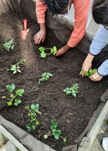 Plantação de curgetes e morangueiros.