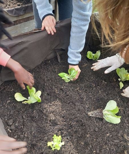 Plantação de alfaces lisas e frisadas.