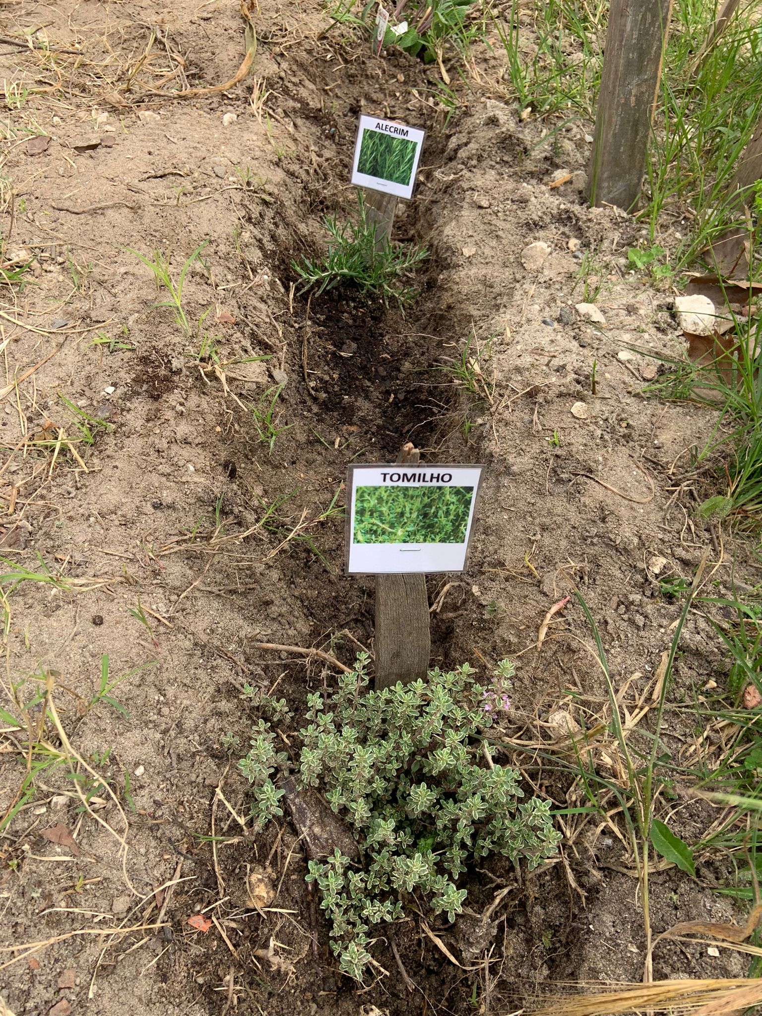 plantação e Identificação as aromáticas