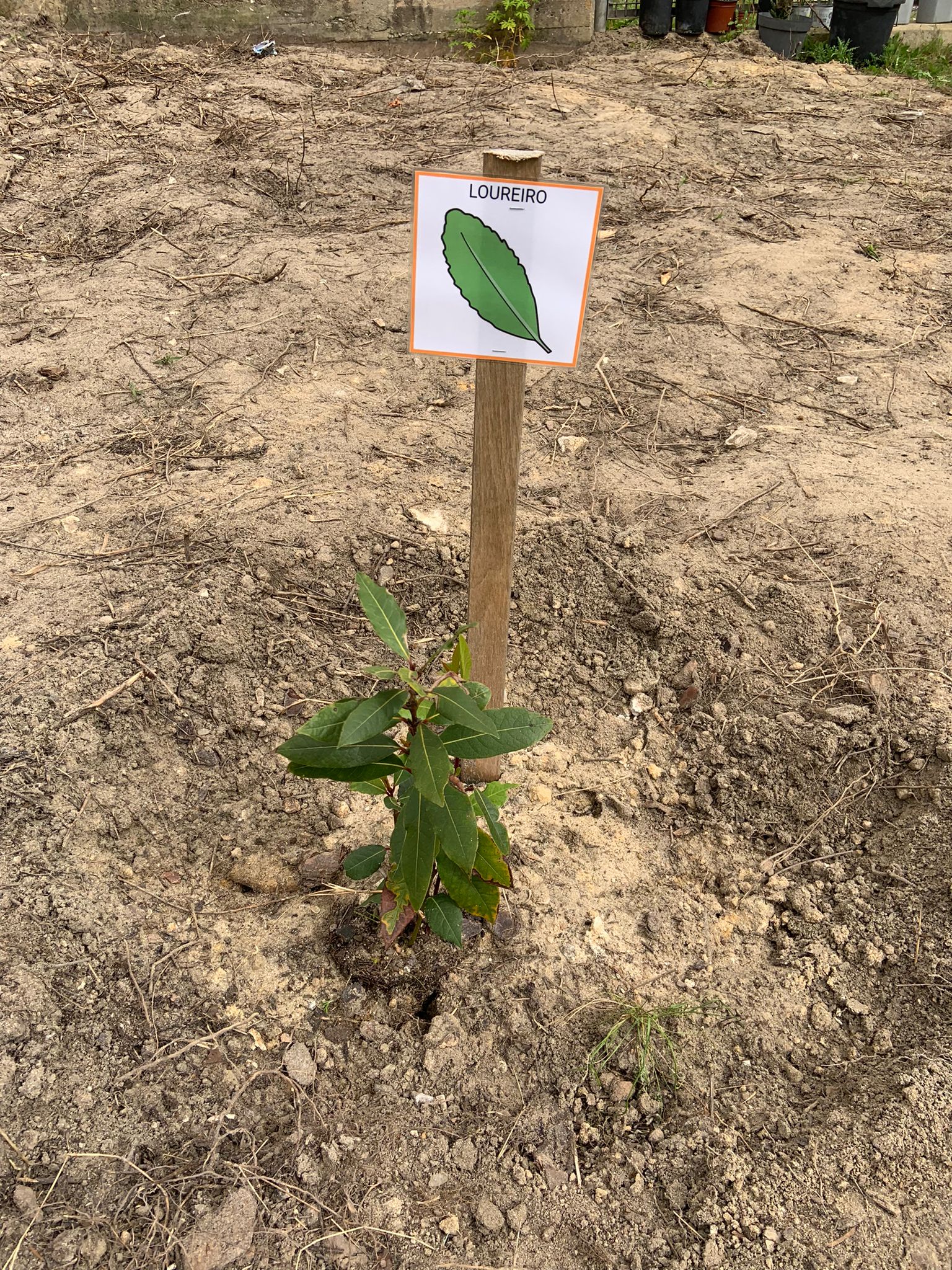 plantação e identificação das aromáticas