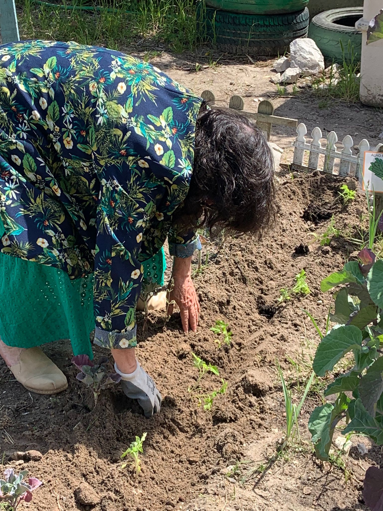 Professora a plantar tomateiros