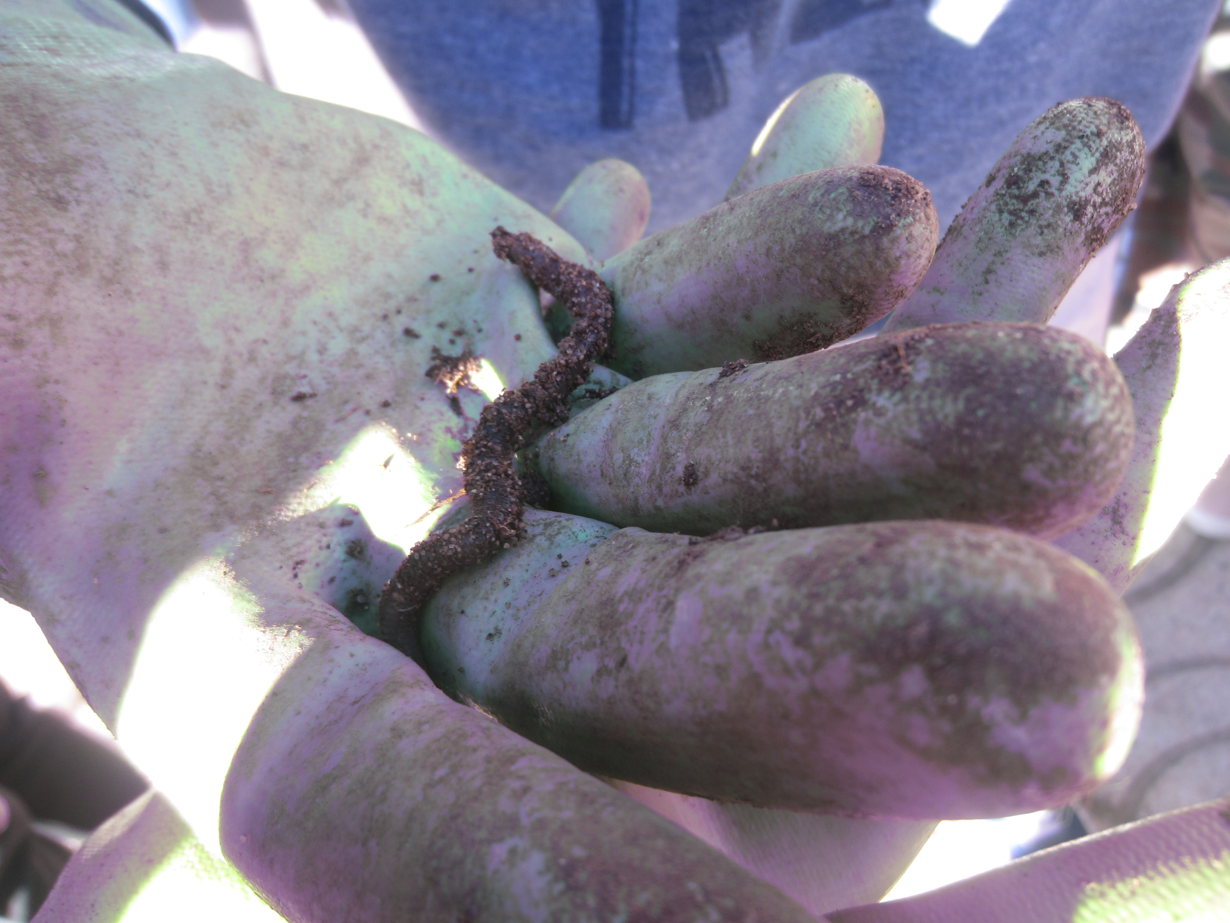 Decompositores na horta