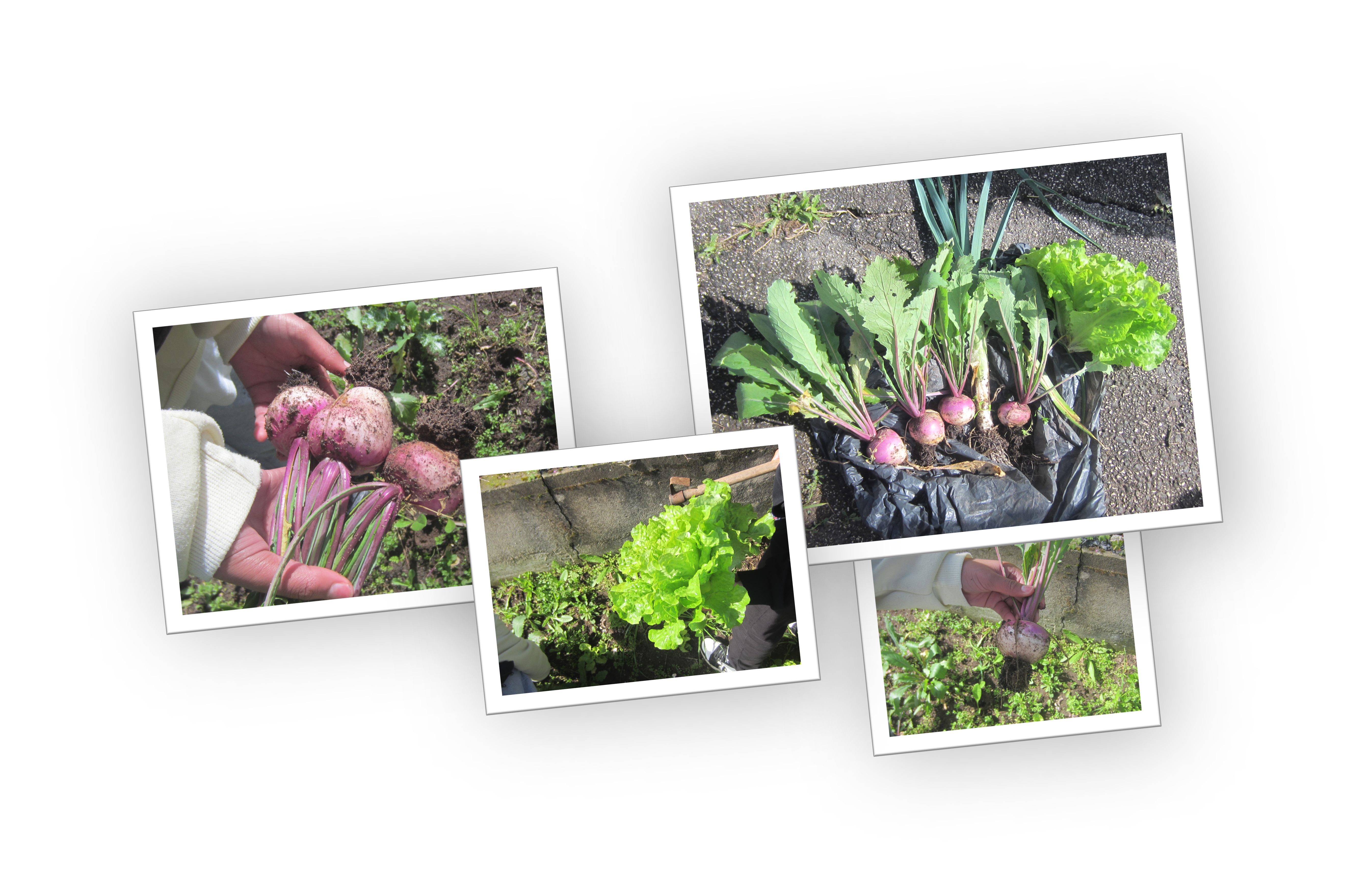 Venda de produtos agrícolas