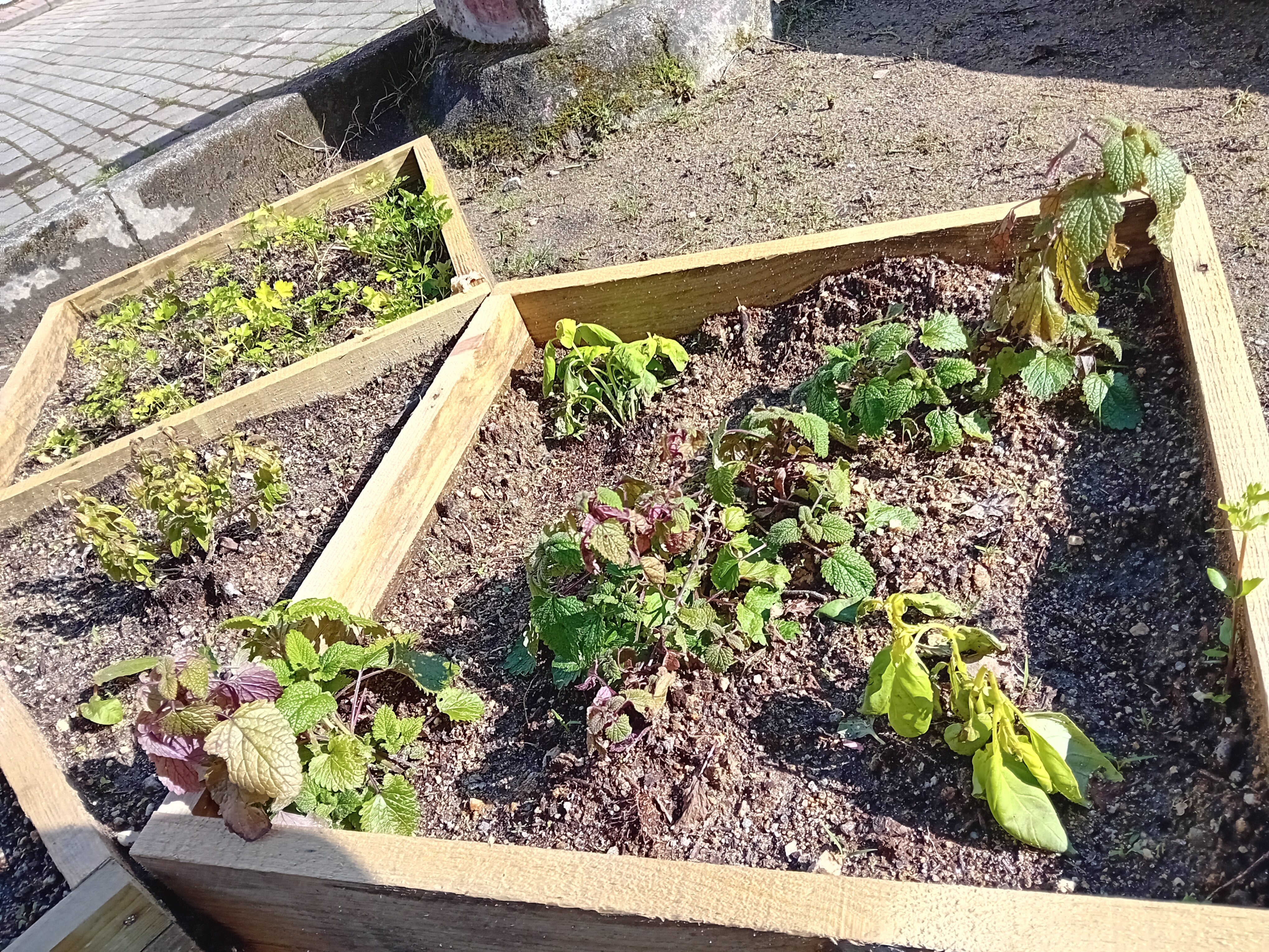 Espaço das aromáticas na horta da Escola.
