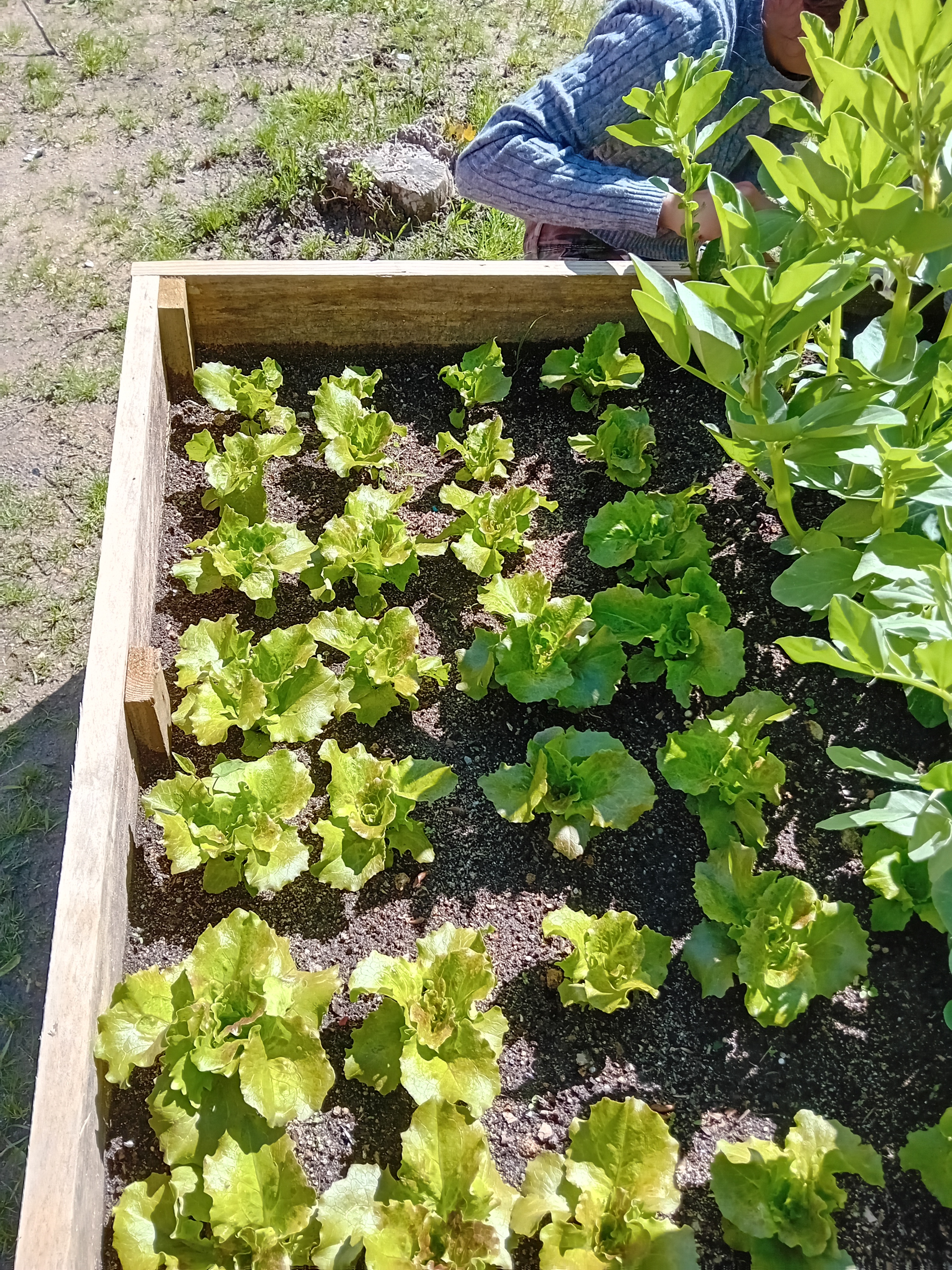 Consociação de plantas na horta, cultura da alfave e favas.