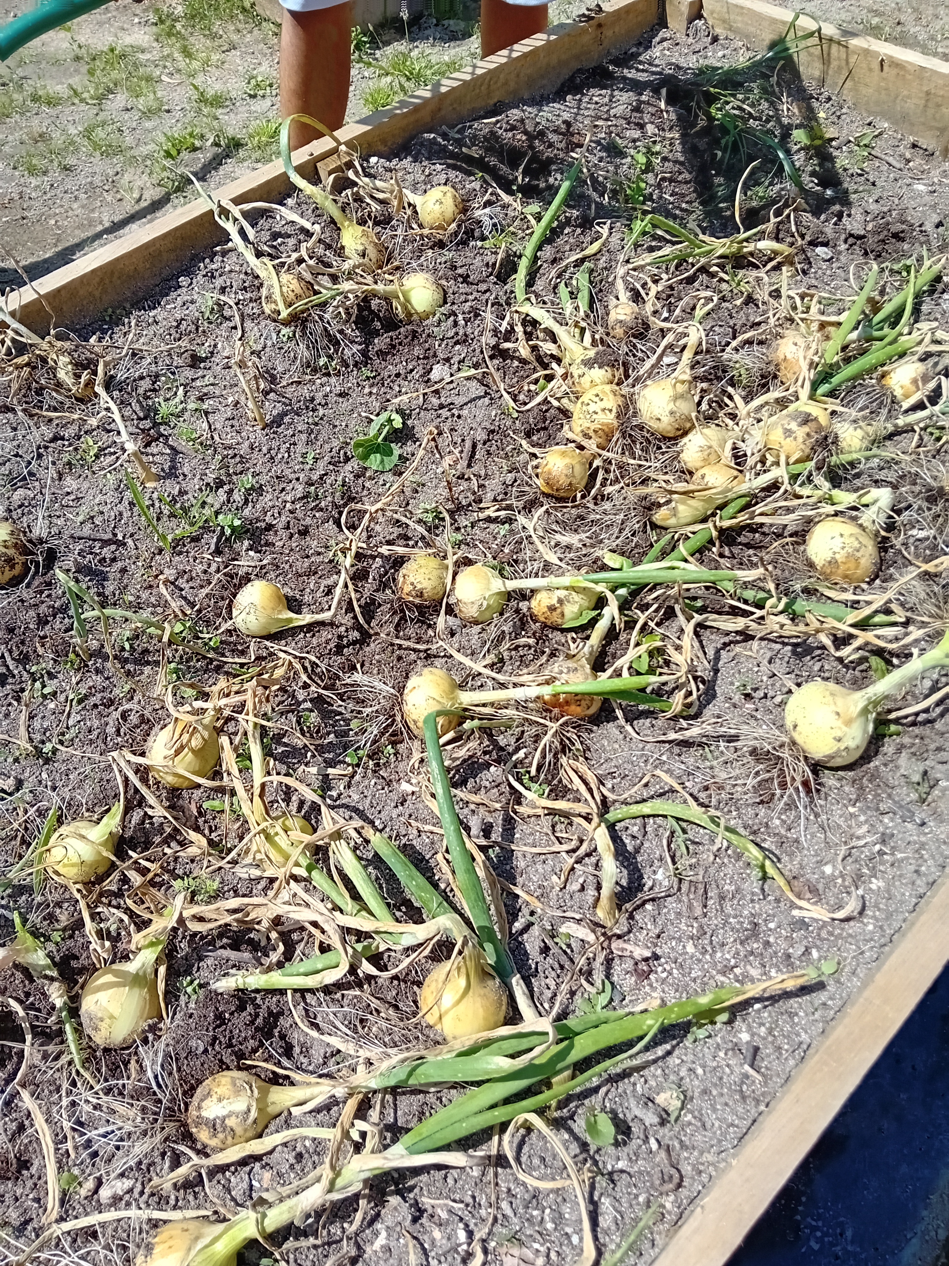 Colheita de cebolas, na horta da Escola.