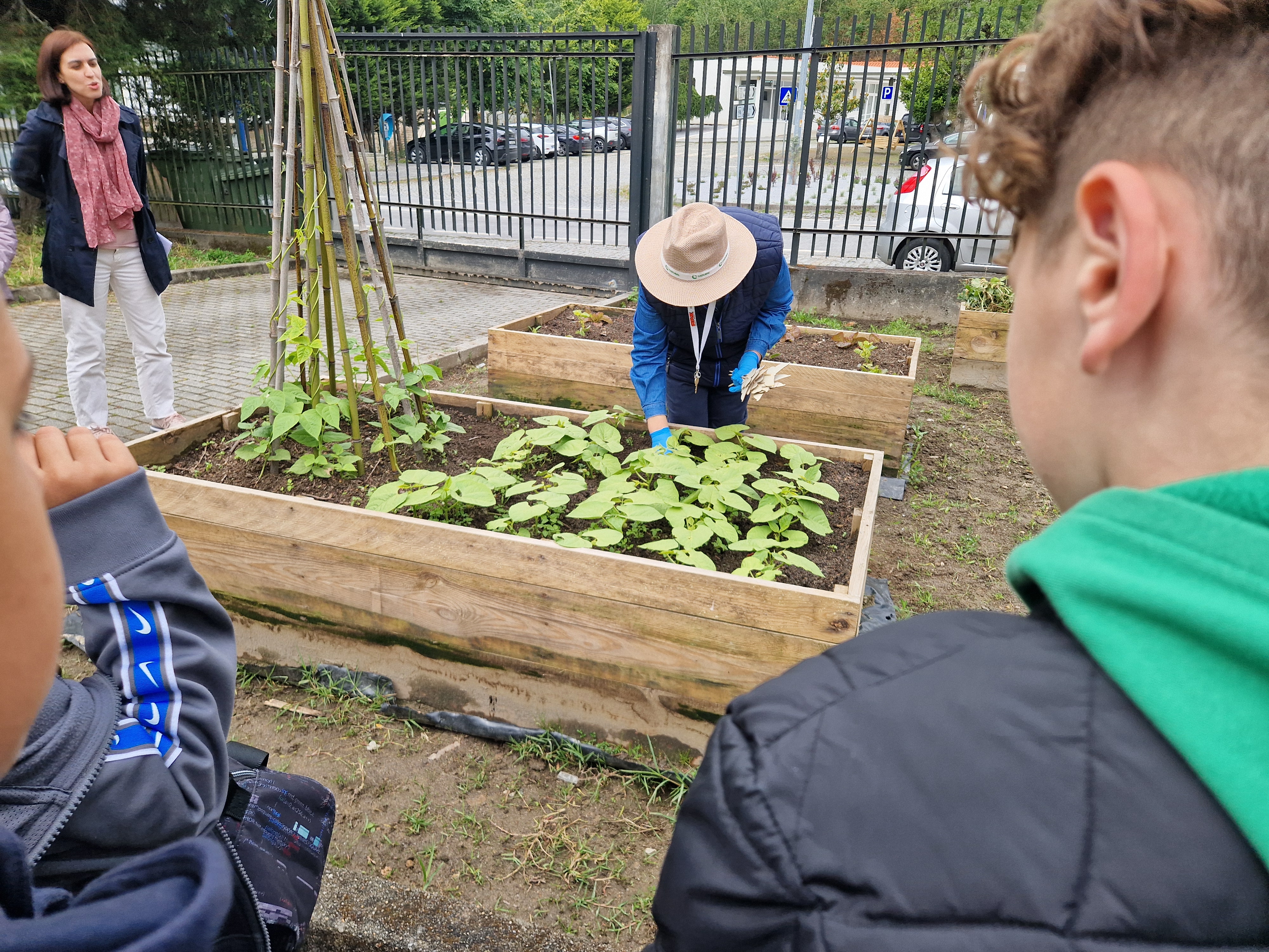 Uma aula na Horta com os alunos do 4º Ano. Identificação de plantas.