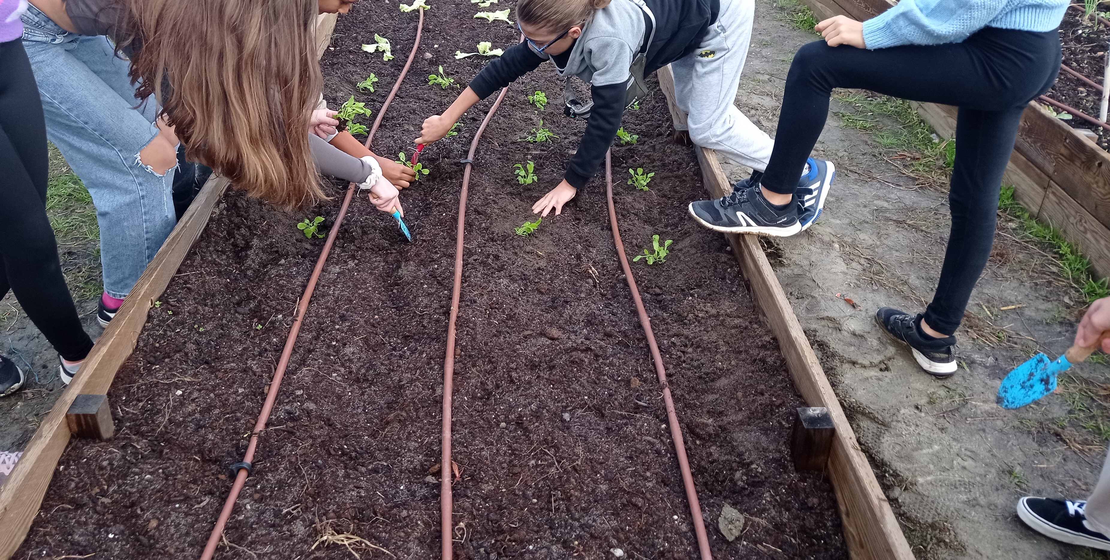 Plantação de hortícolas
Continuação da plantação: espinafres.