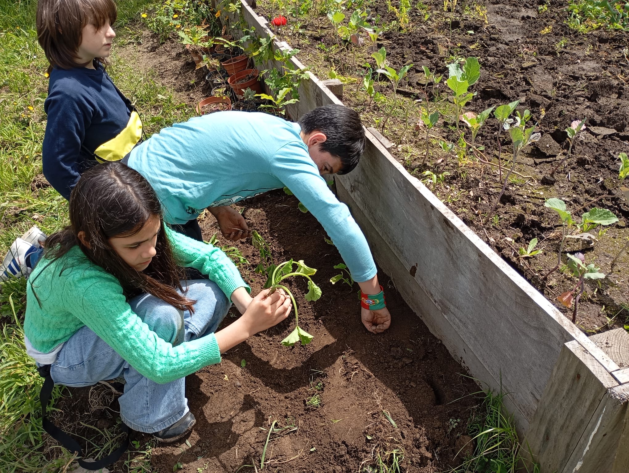 Plantação de curgetes