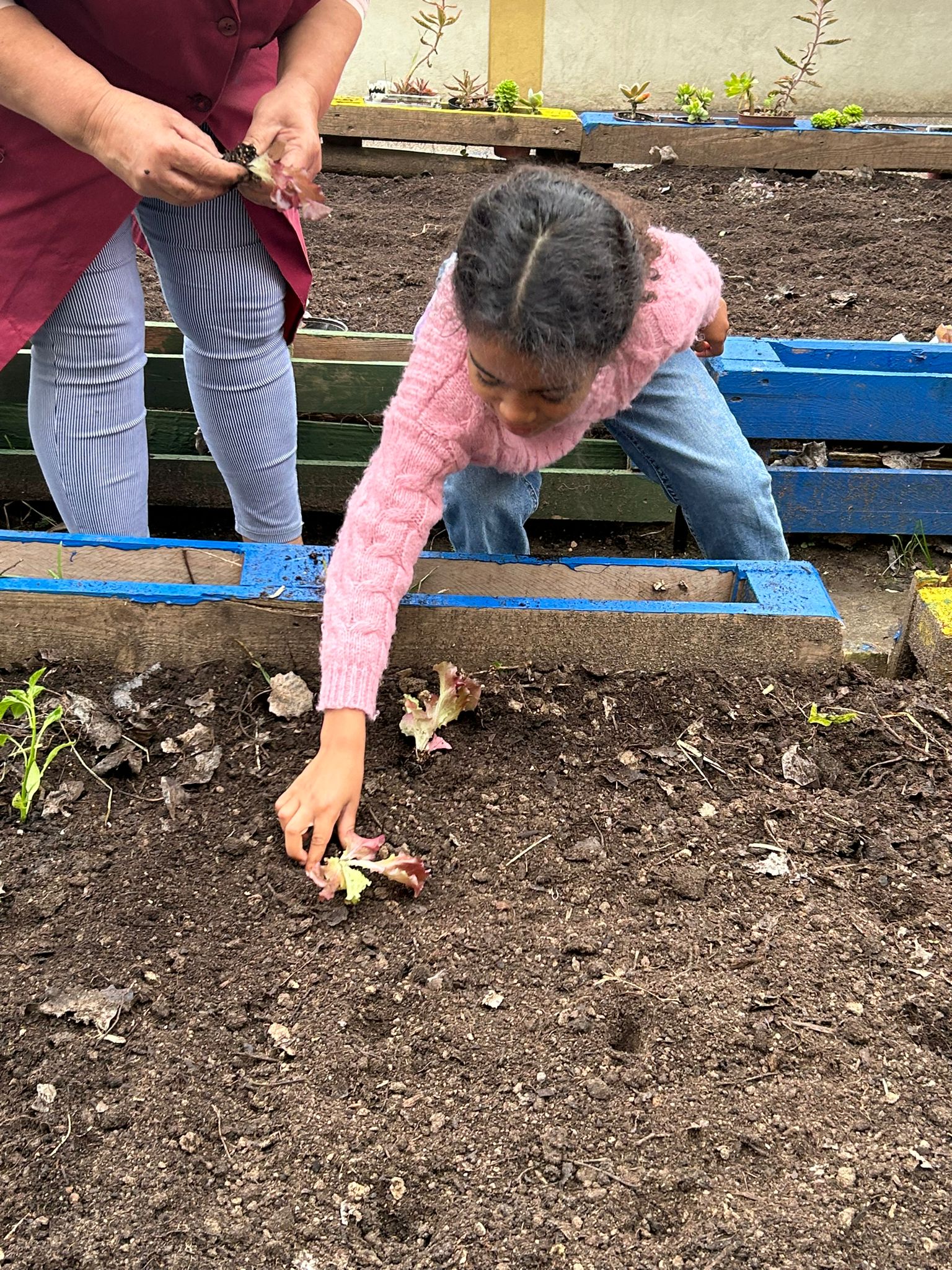 Alunos plantam na horta pedagógica.