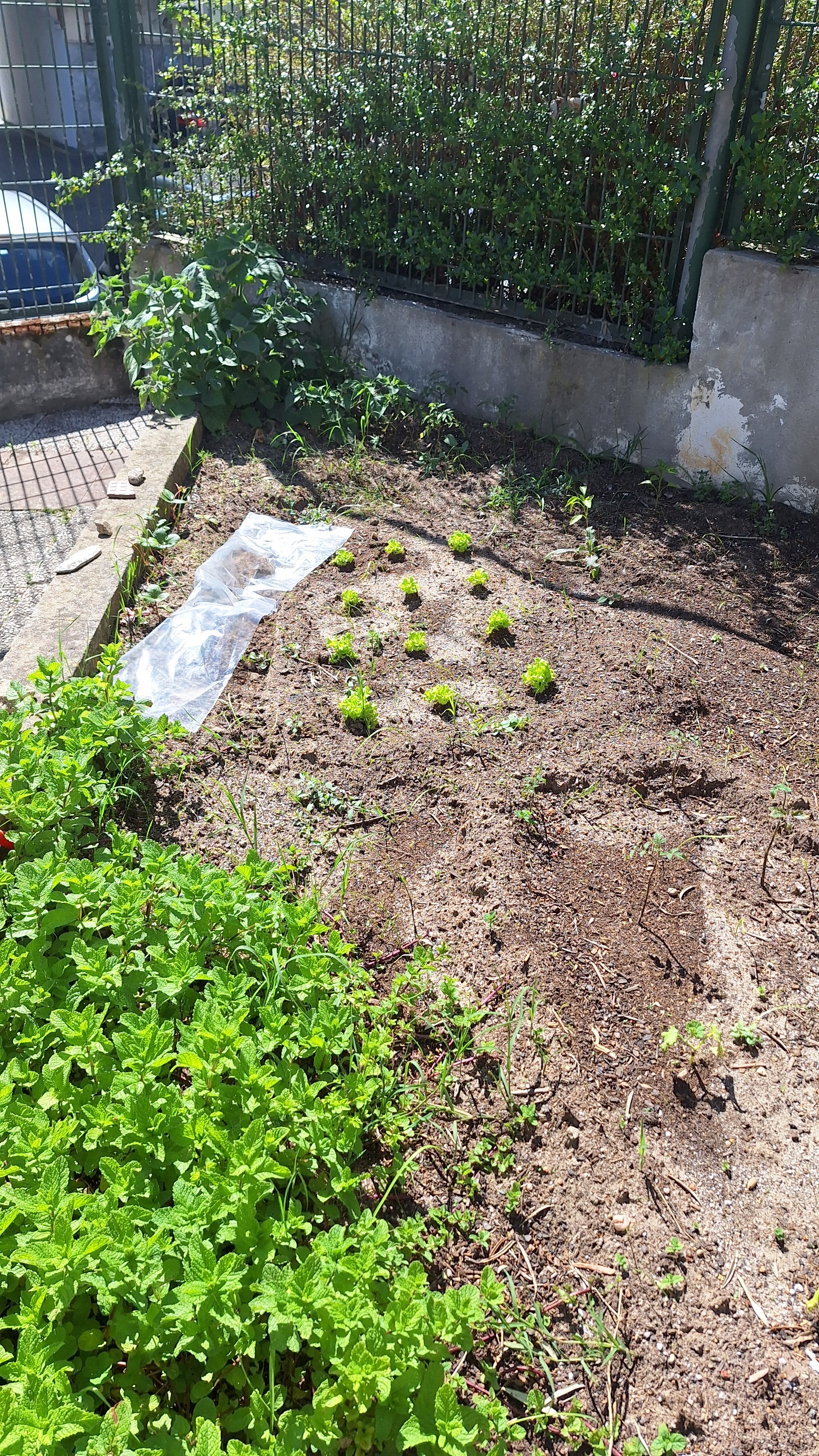 Espaço da horta nas traseiras da escola.