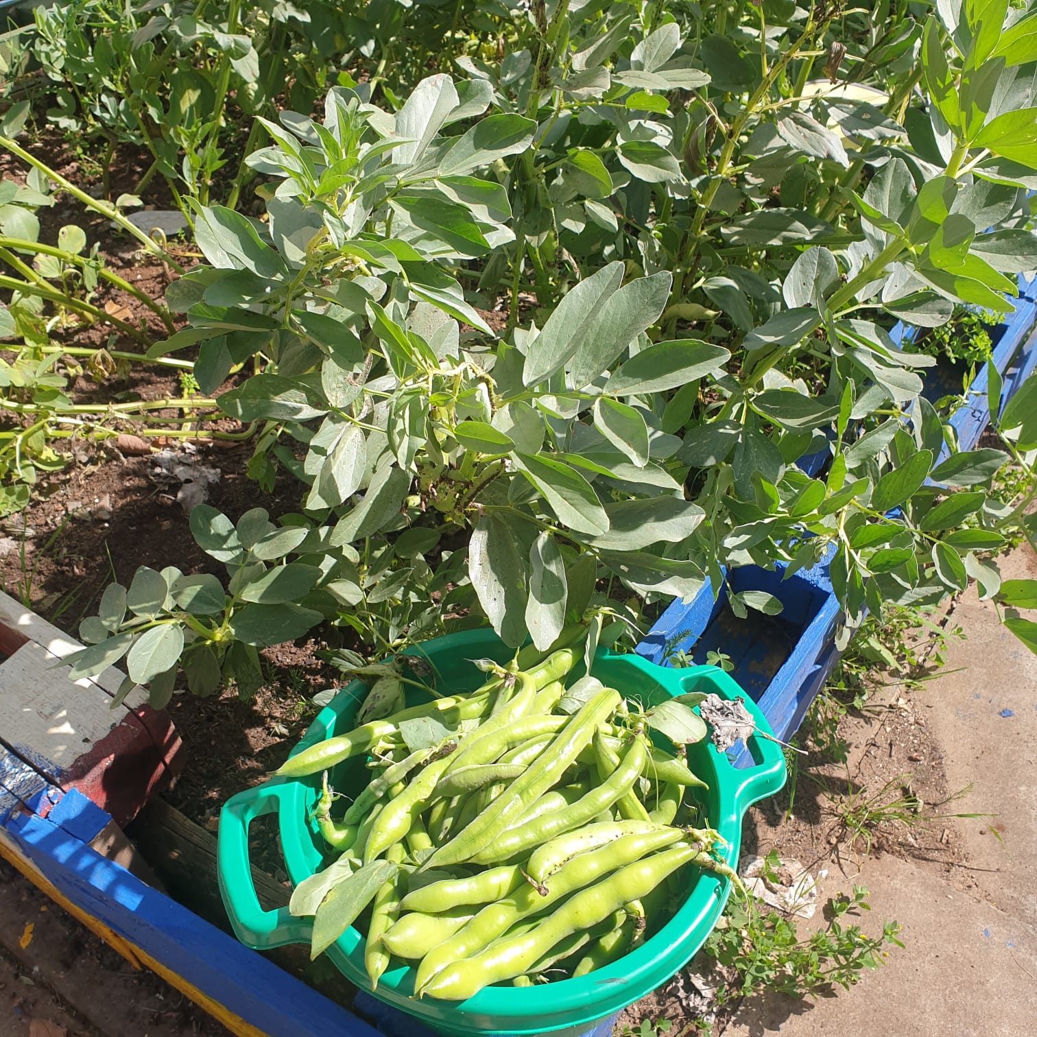 Produto da nossa horta pedagógica - favas.