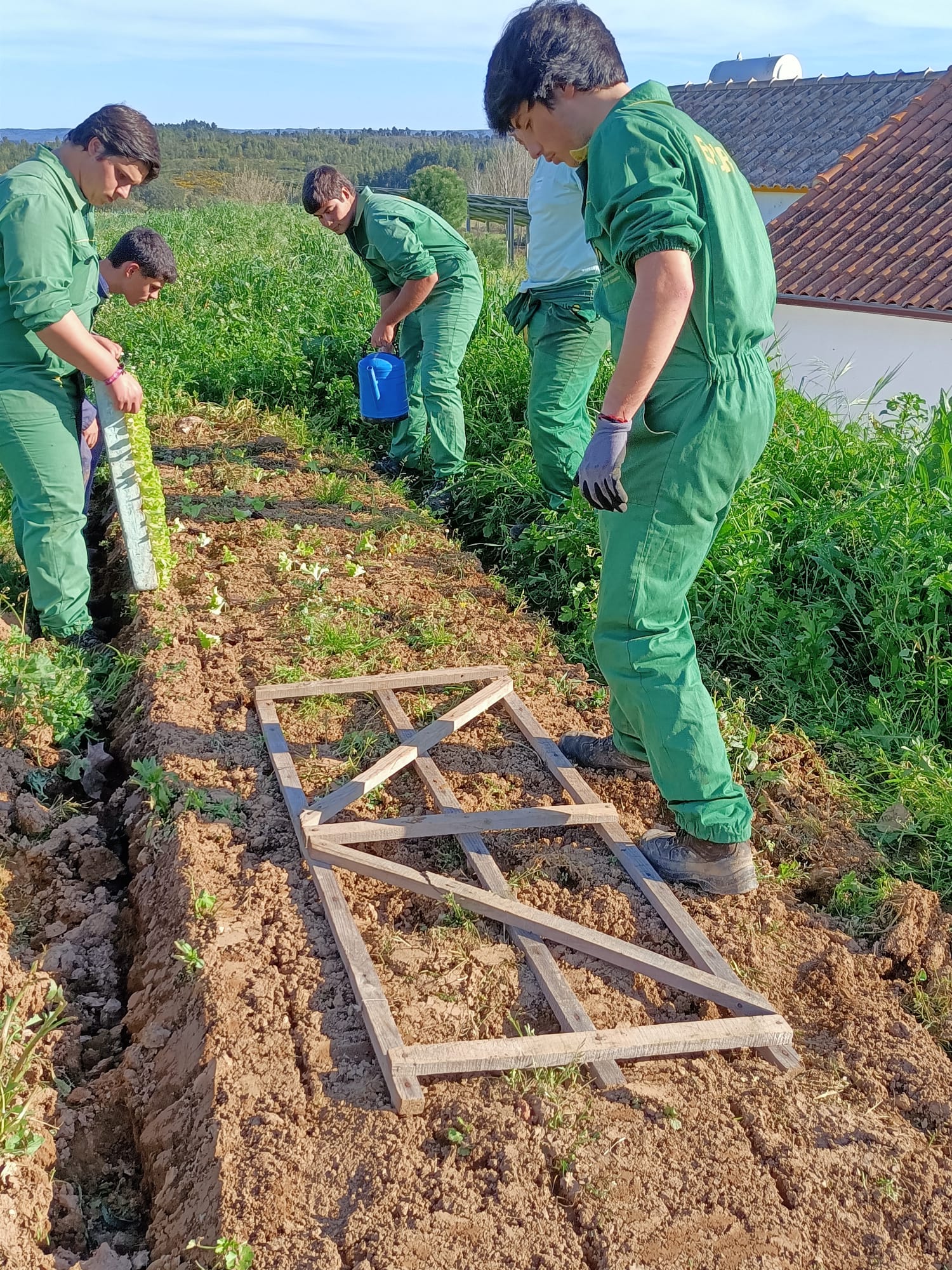 1 – colocação de matéria orgânica proveniente dos animais para melhorar a estrutura do solo no interior da estufa.
