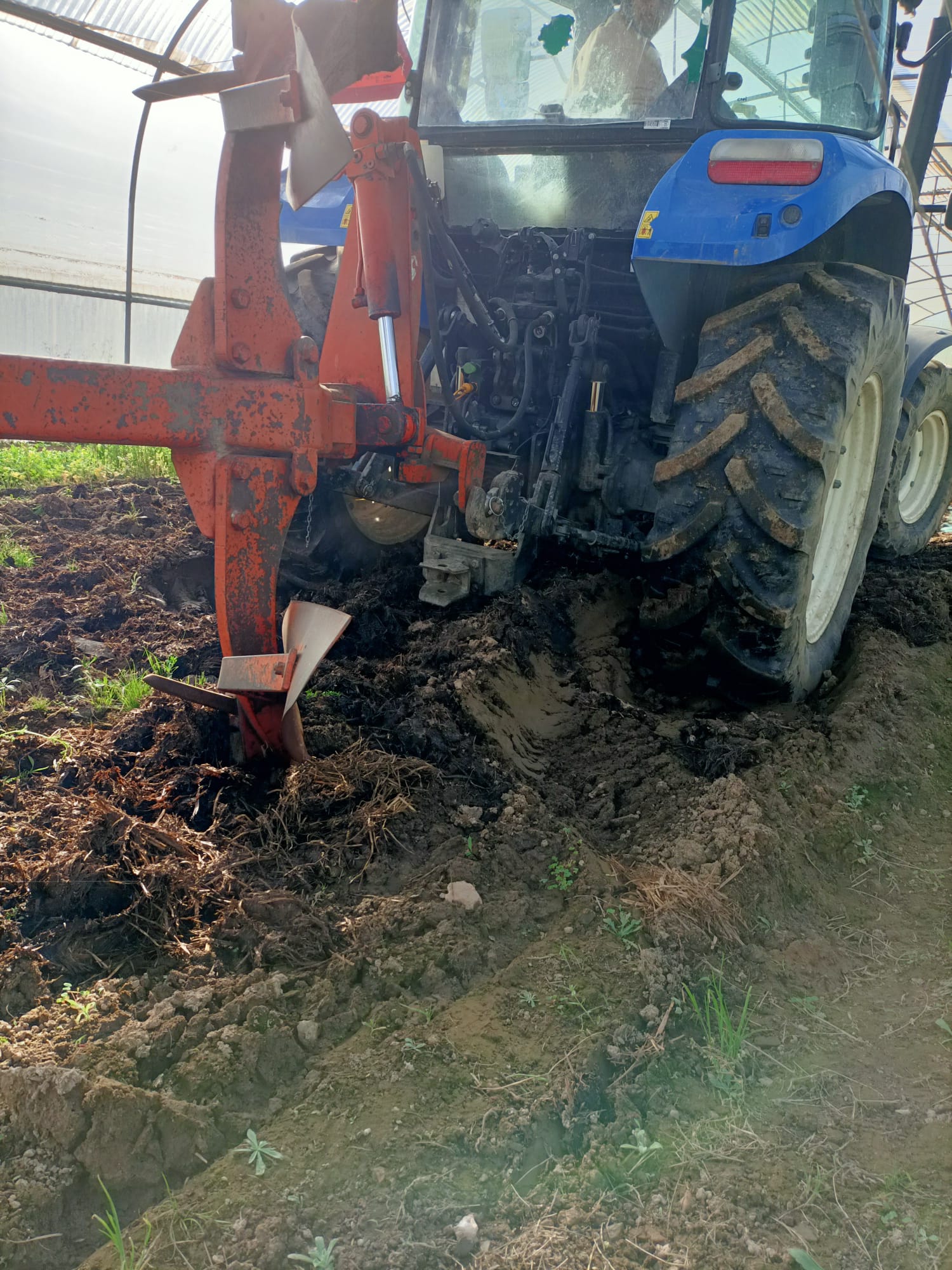 3 – Plantação manual da couve galega