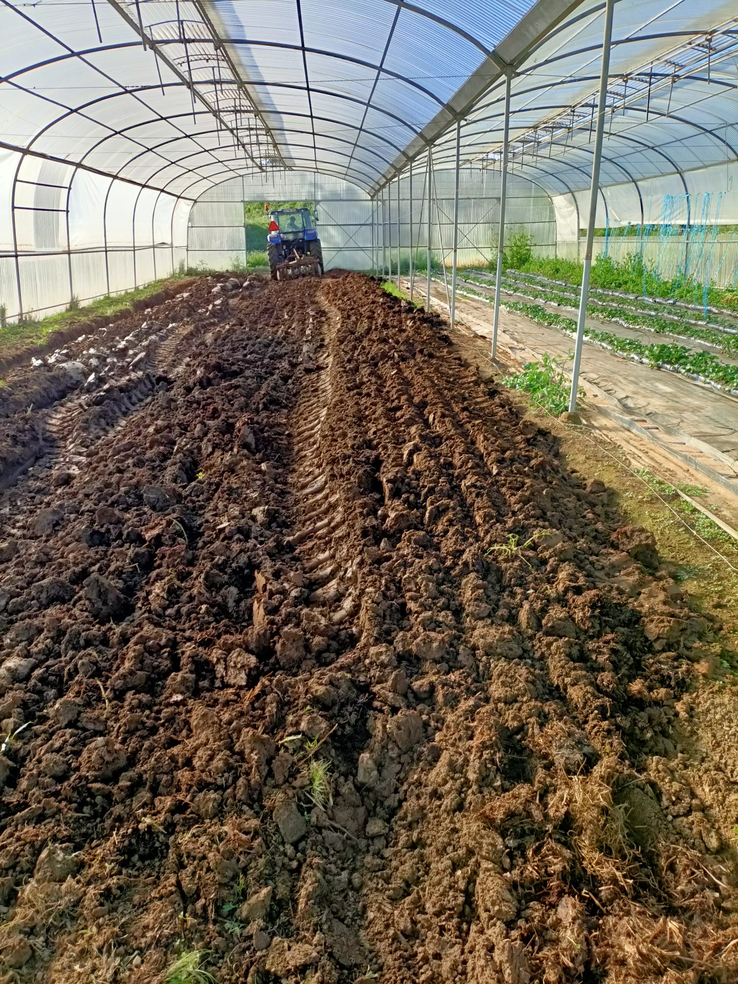 6 – Preparação de camalhão para plantação sem mobilizar em profundidade