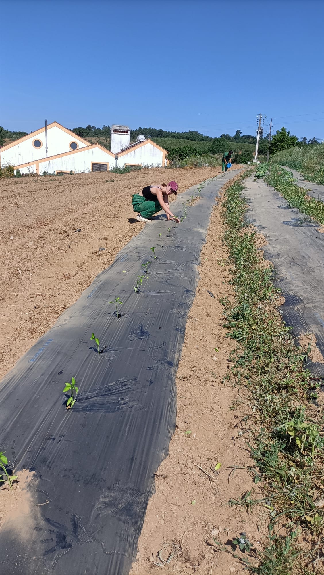 Continuação das plantações - pimentos
