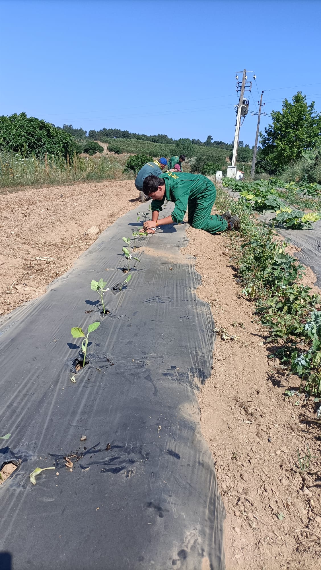 Continuação das plantações- beringela