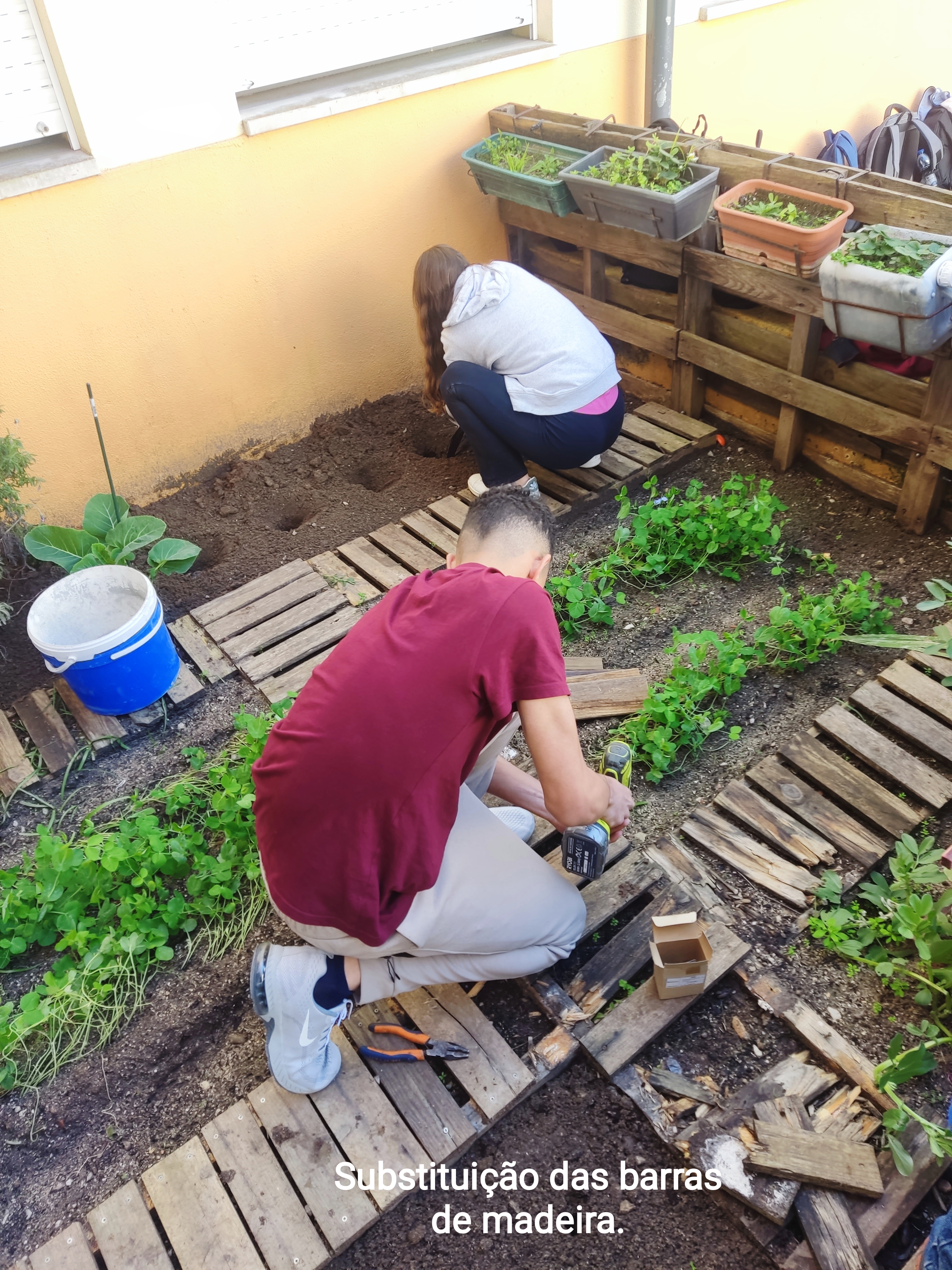Substituição das barras de madeira por novas, que servem de caminho/ passagem na nossa horta.